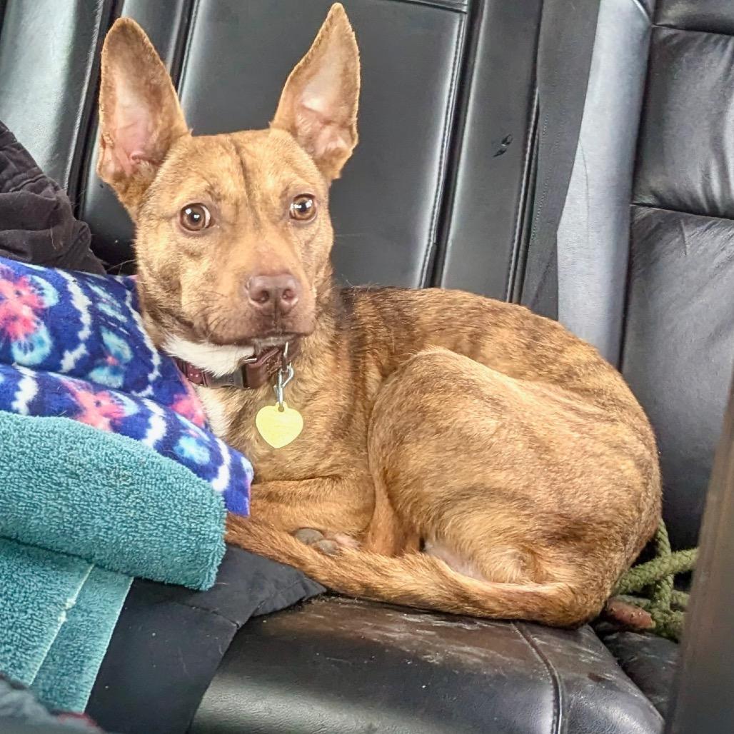 Enlarge Mossley, a Adoptable mixed breed in Metamora, MI image 4/6