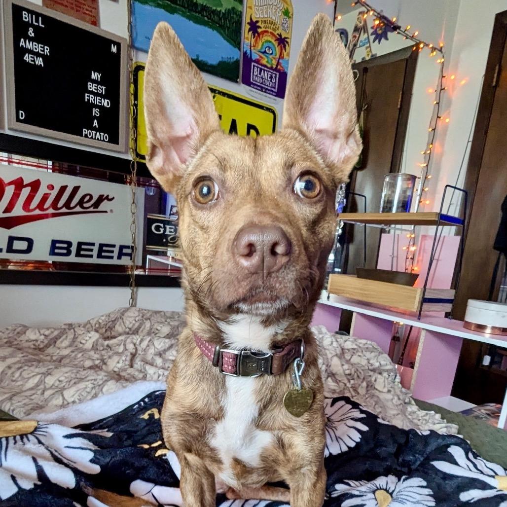 Enlarge Mossley, a Adoptable mixed breed in Metamora, MI image 5/6