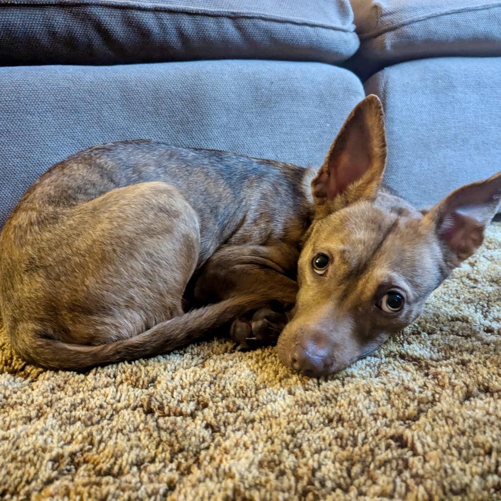 Enlarge Mossley, a Adoptable mixed breed in Metamora, MI image 6/6