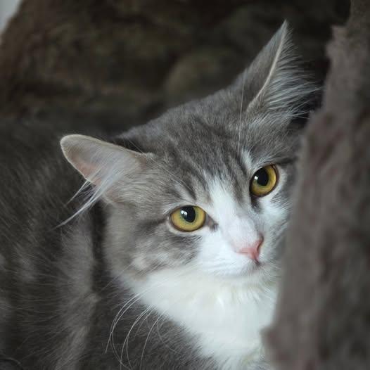 Georgia, Adoptable, Kitten Female Domestic Medium Hair.