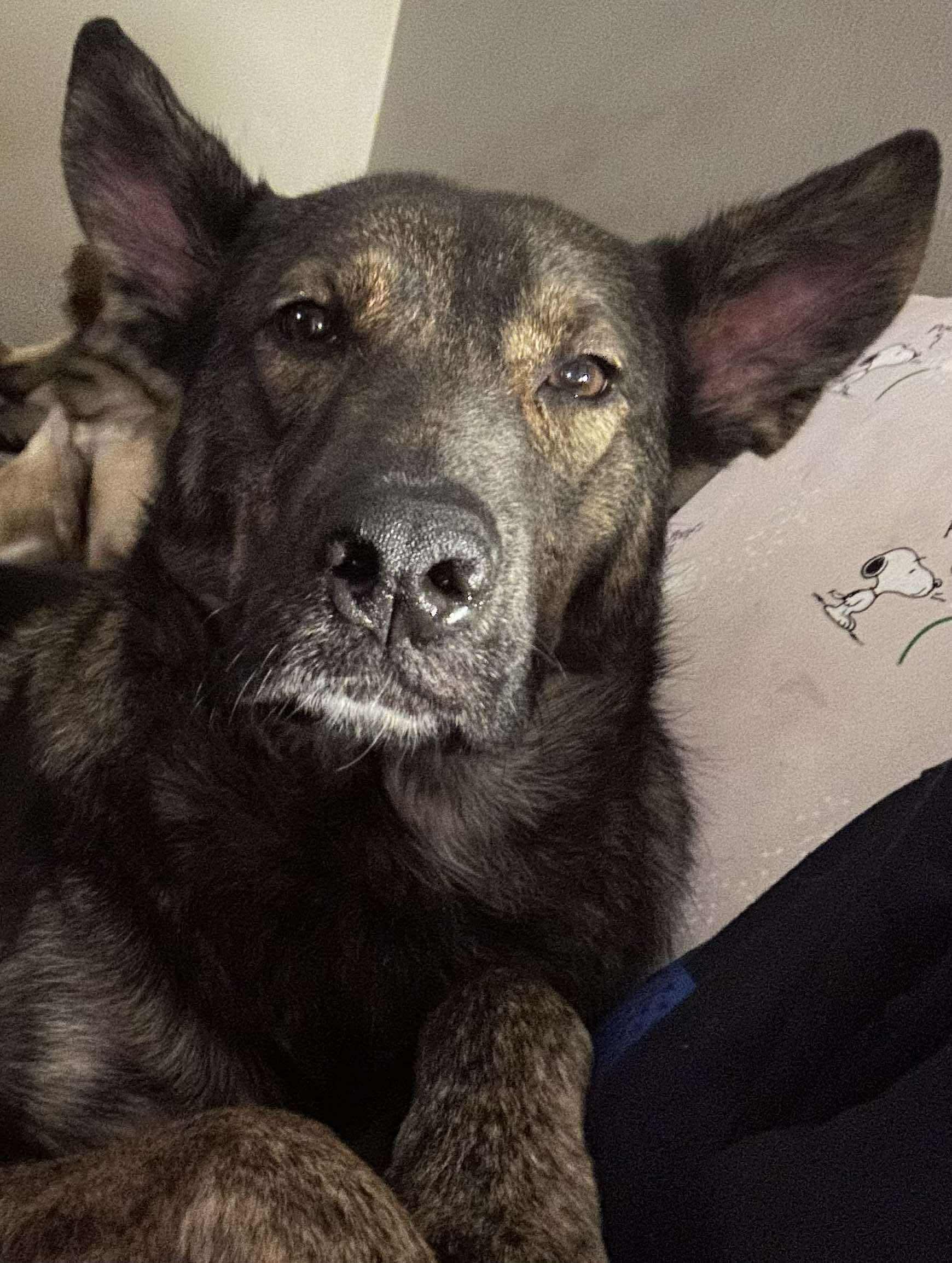 Enlarge Angel, a Adoptable mixed breed in Palos Heights, IL image 2/5