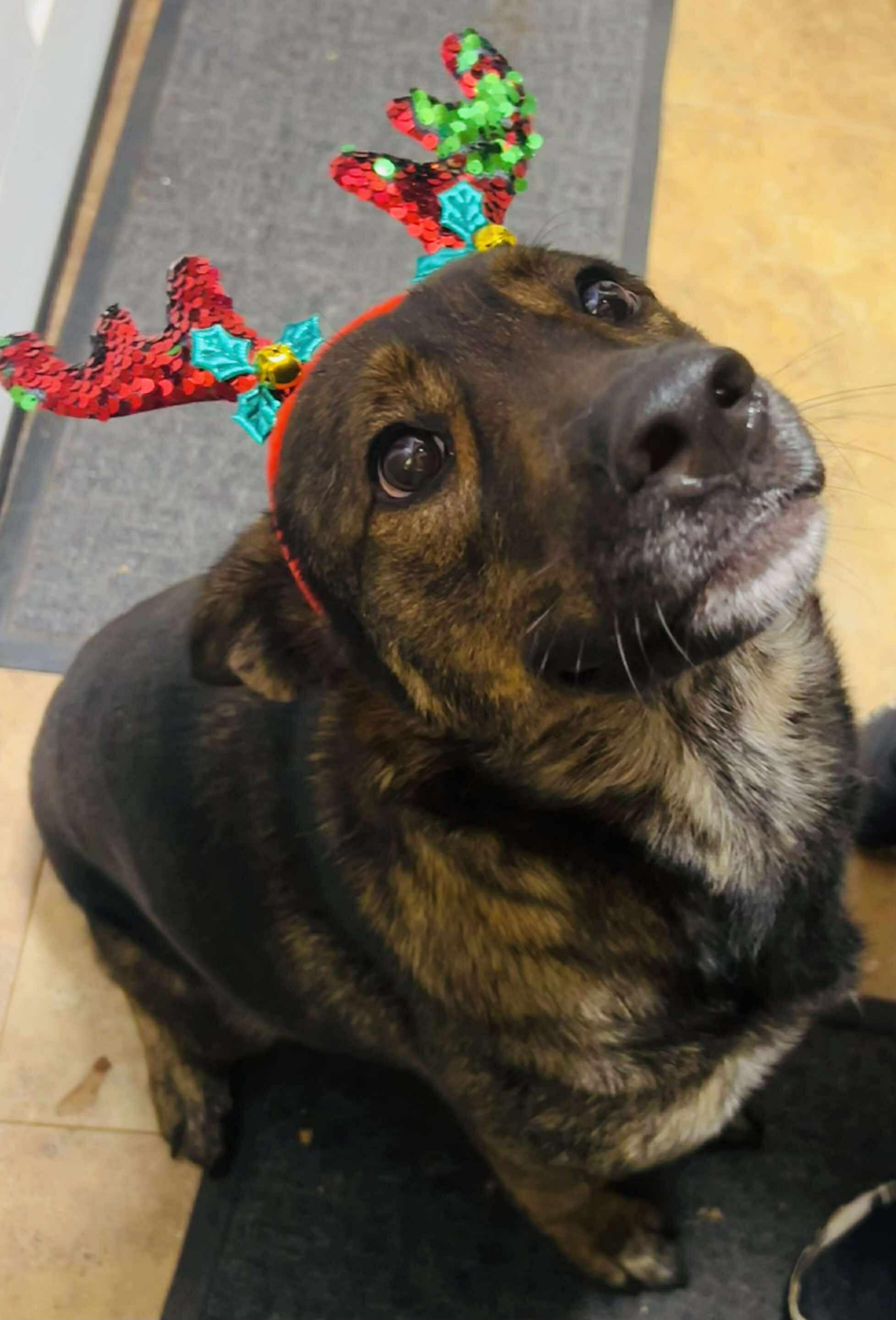 Enlarge Angel, a Adoptable mixed breed in Palos Heights, IL image 1/5