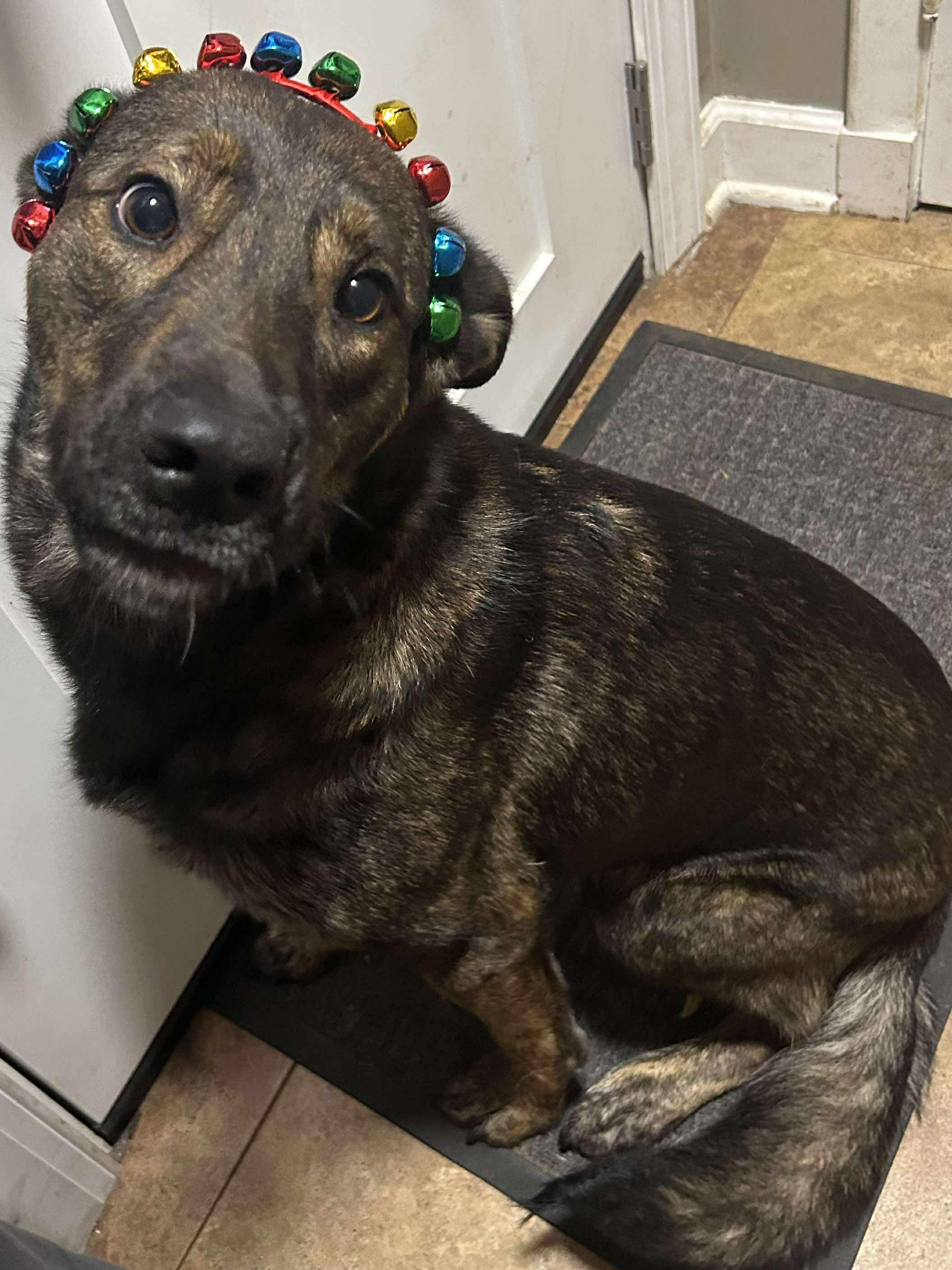 Enlarge Angel, a Adoptable mixed breed in Palos Heights, IL image 3/5