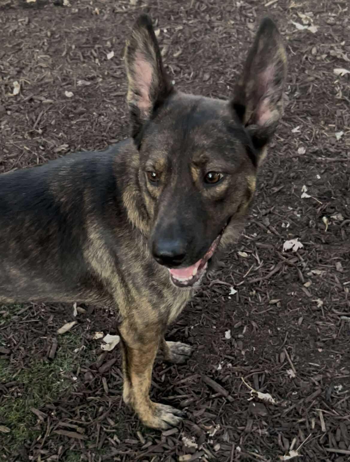 Enlarge Angel, a Adoptable mixed breed in Palos Heights, IL image 4/5