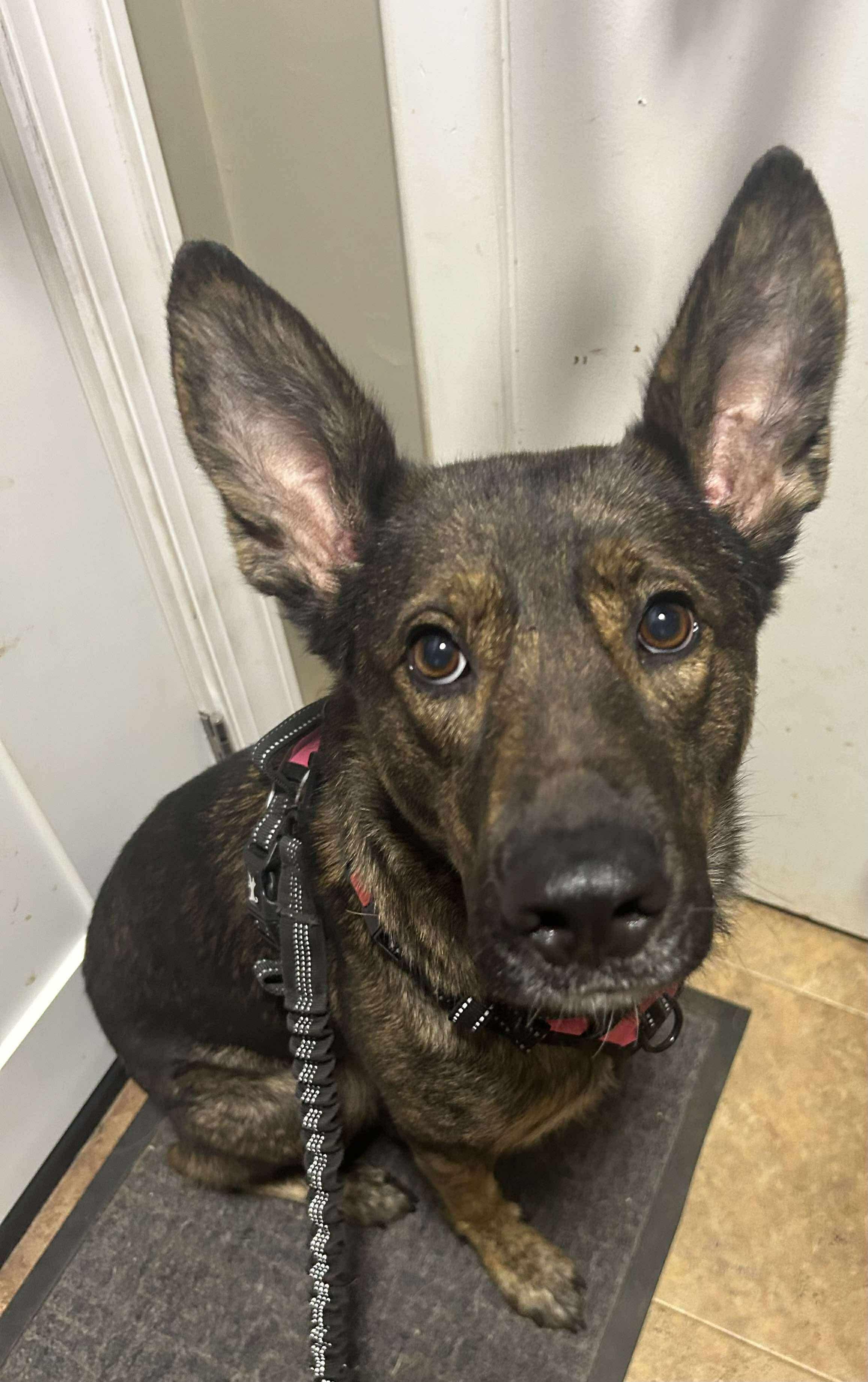 Enlarge Angel, a Adoptable mixed breed in Palos Heights, IL image 5/5