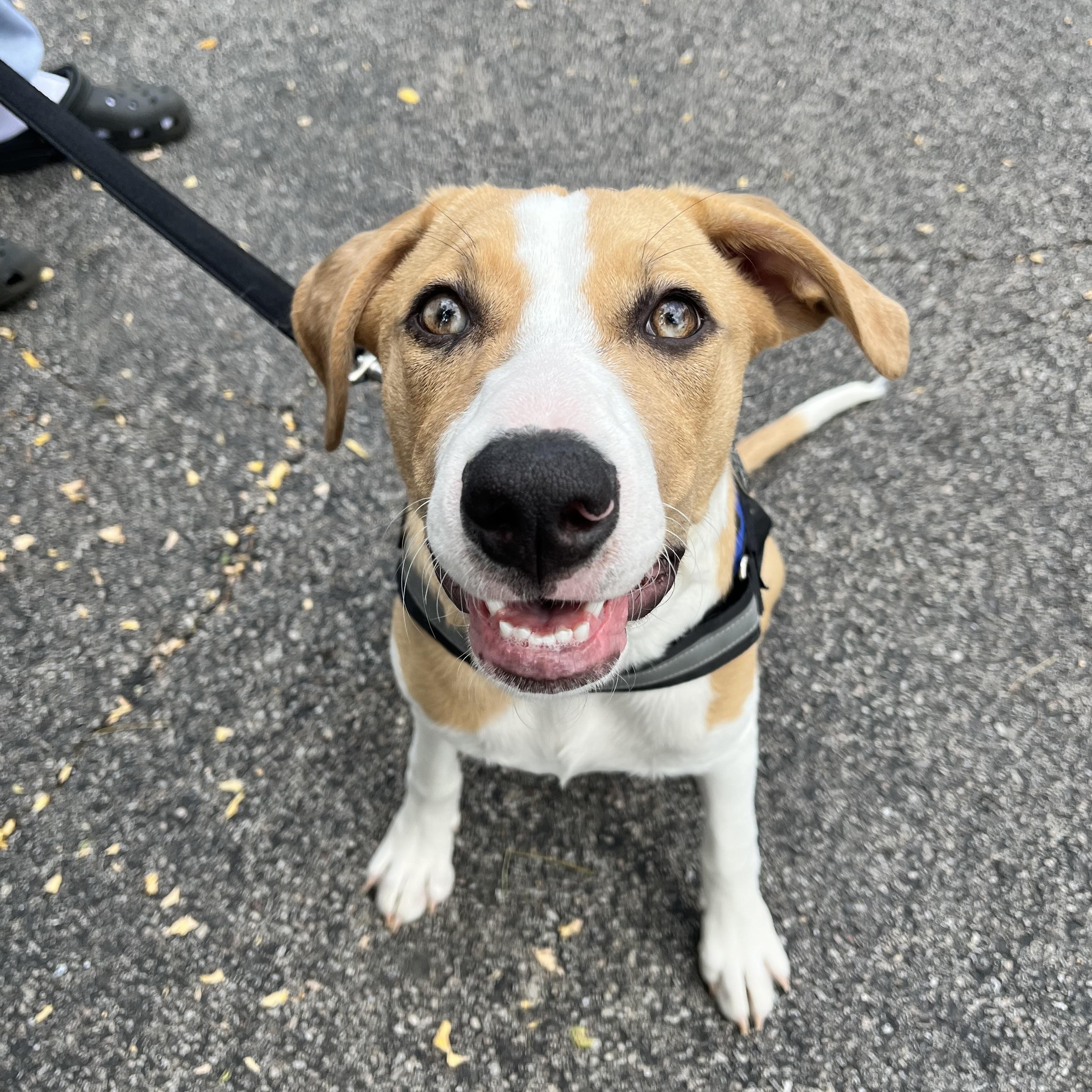 Fern Lily, a Adoptable mixed breed in Elgin, IL image 6/6