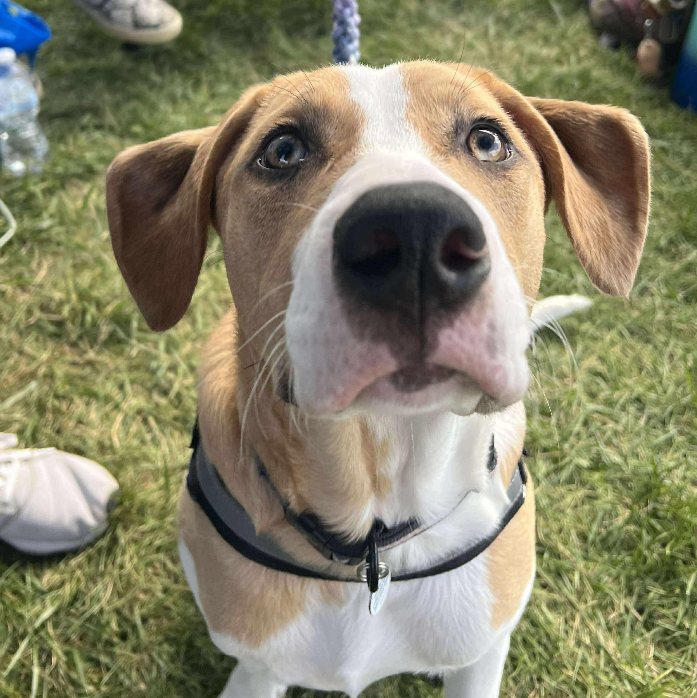 Fern Lily, a Adoptable mixed breed in Elgin, IL image 1/6