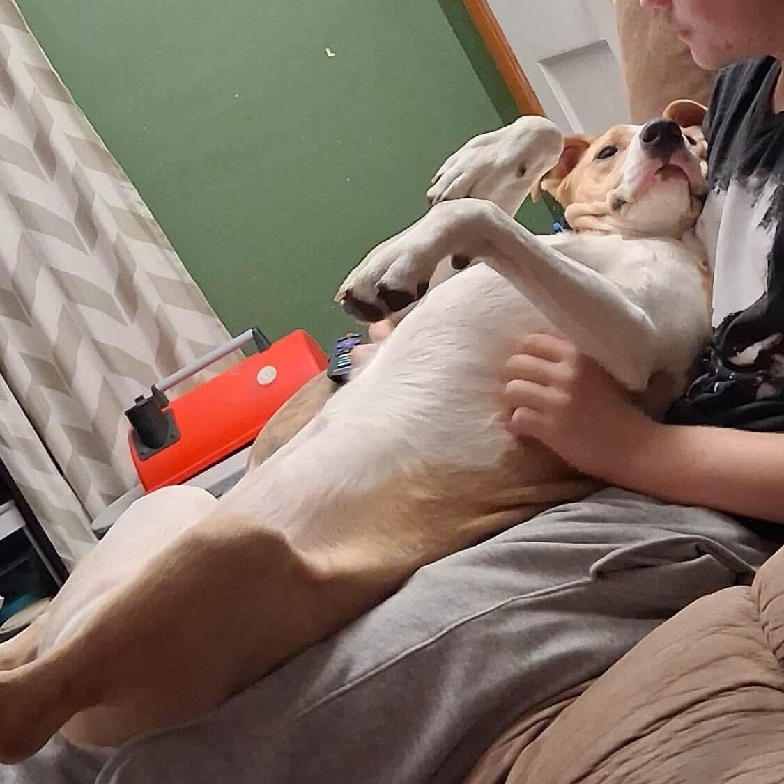 Fern Lily, a Adoptable mixed breed in Elgin, IL image 3/6