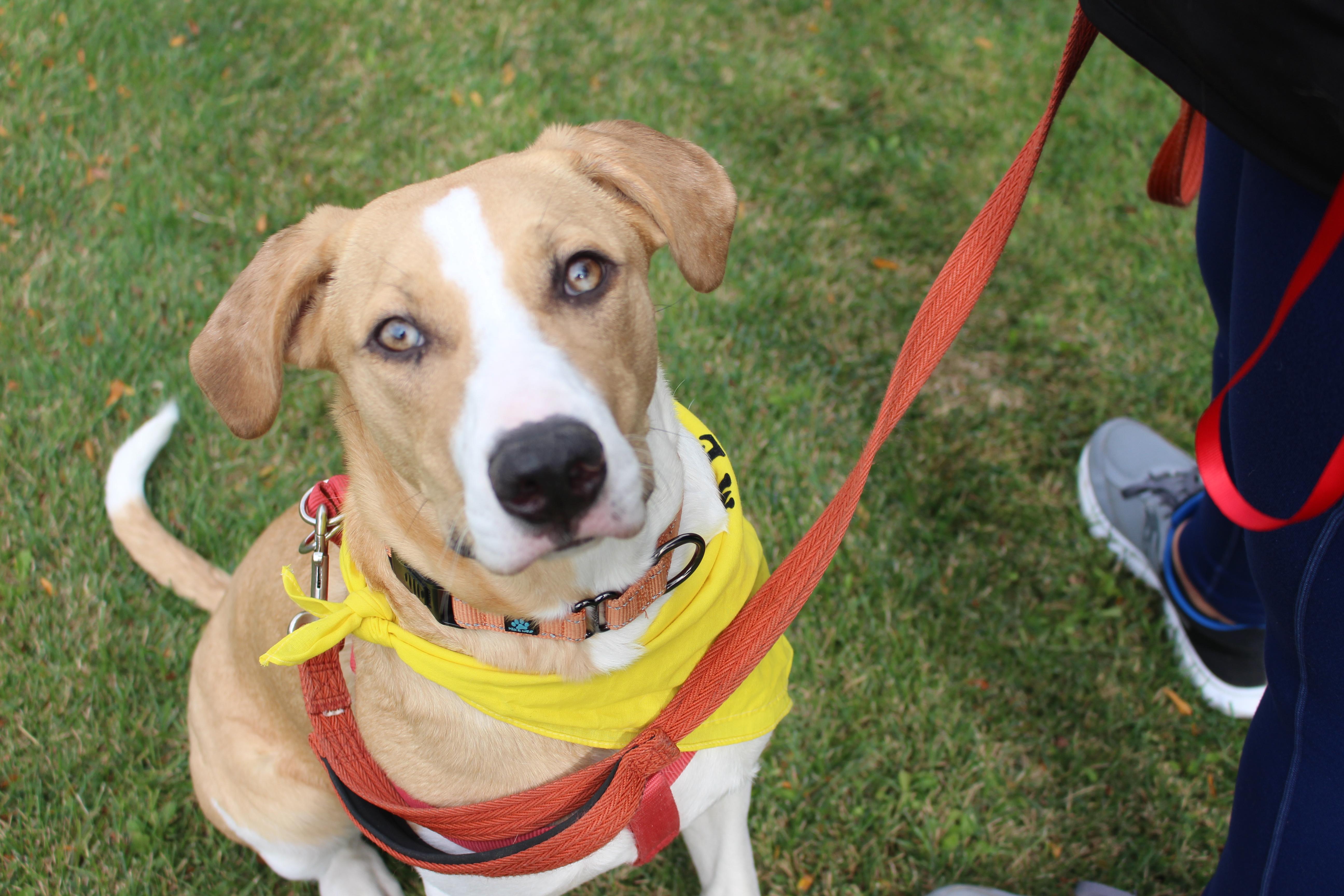 Fern Lily, a Adoptable mixed breed in Elgin, IL image 4/6