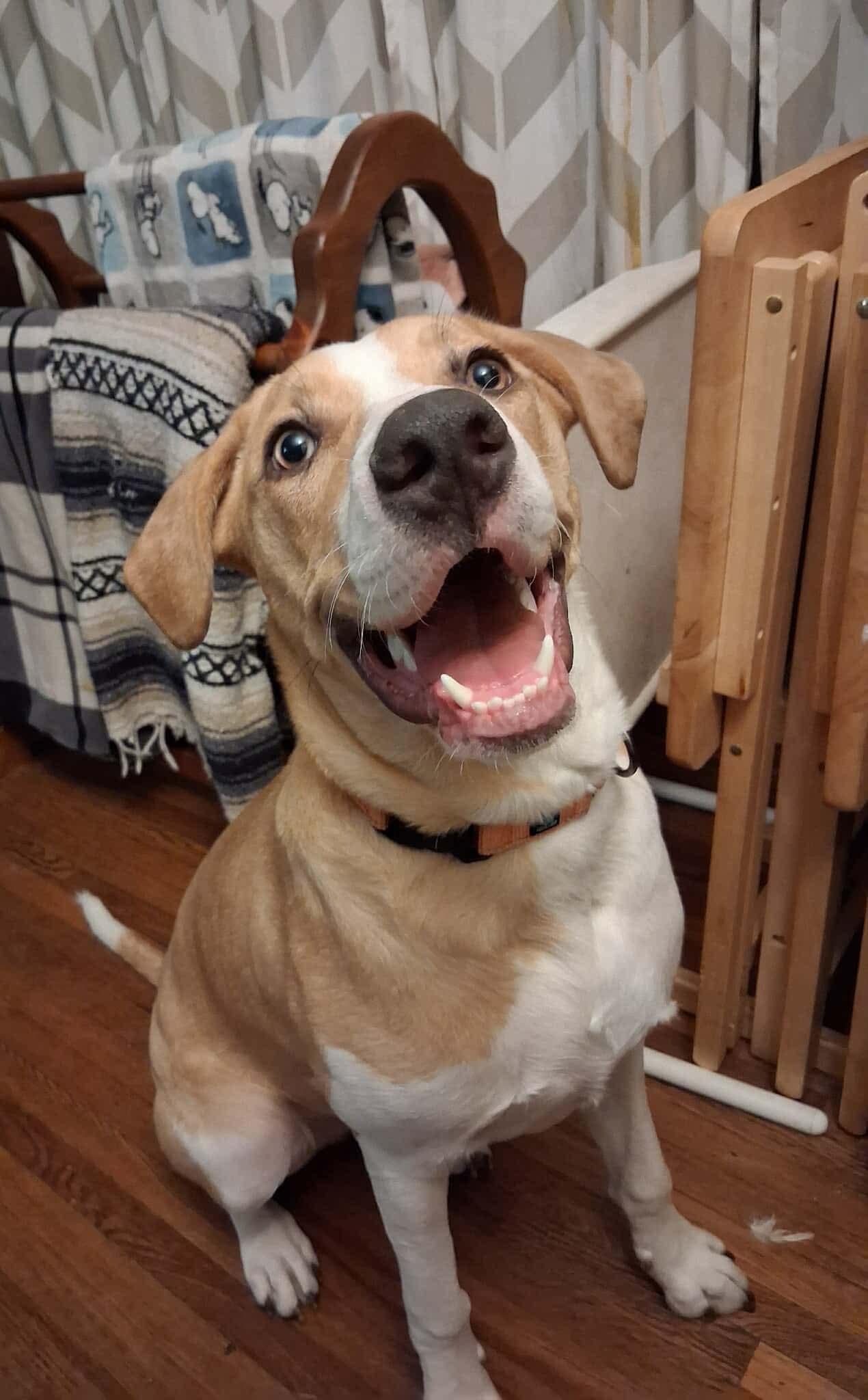 Fern Lily, a Adoptable mixed breed in Elgin, IL image 2/6