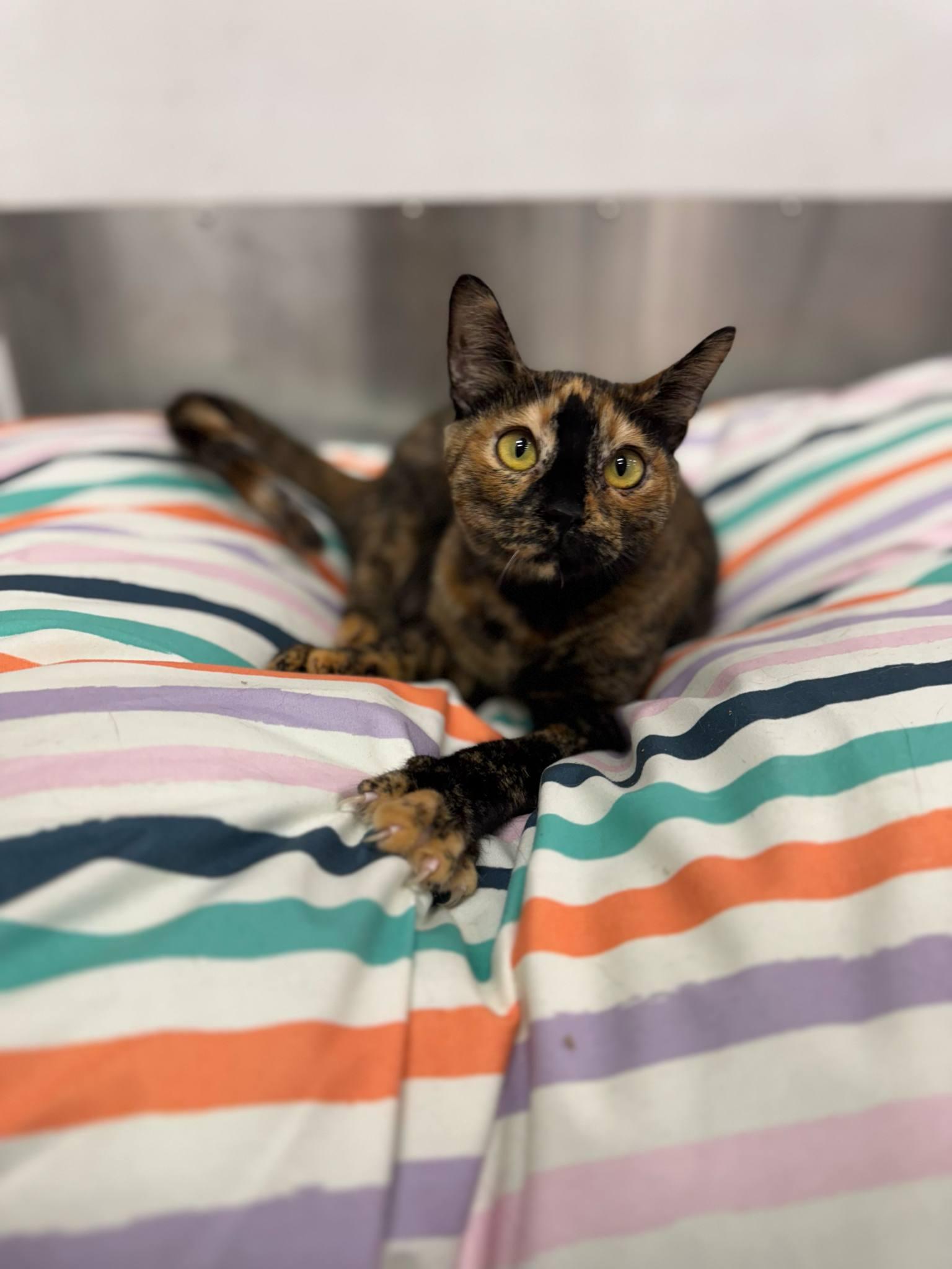 Wallenda, Adoptable, Young Female Domestic Short Hair.