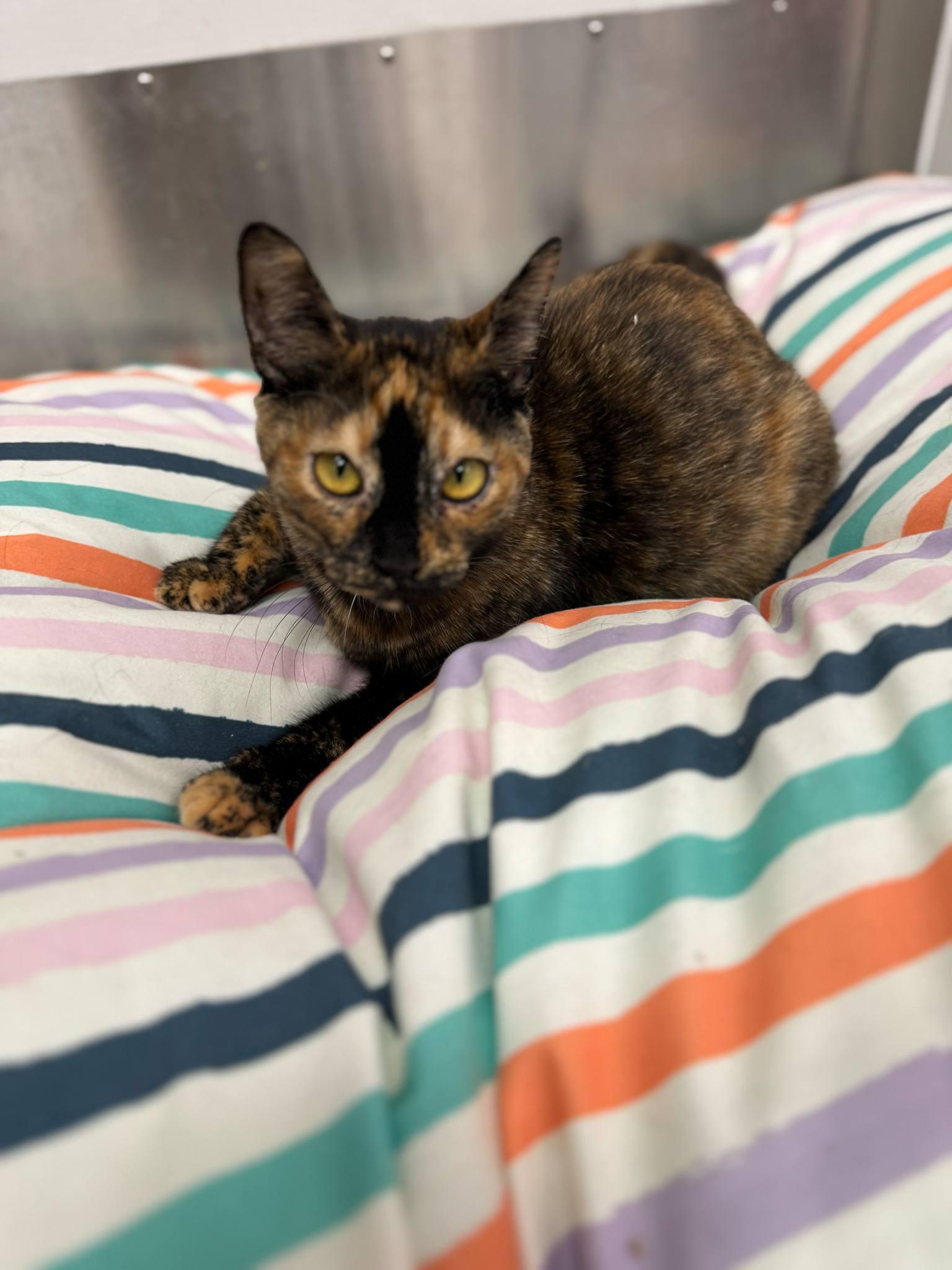 Enlarge Wallenda, a Adoptable Domestic Short Hair in Seattle, WA image 2/6