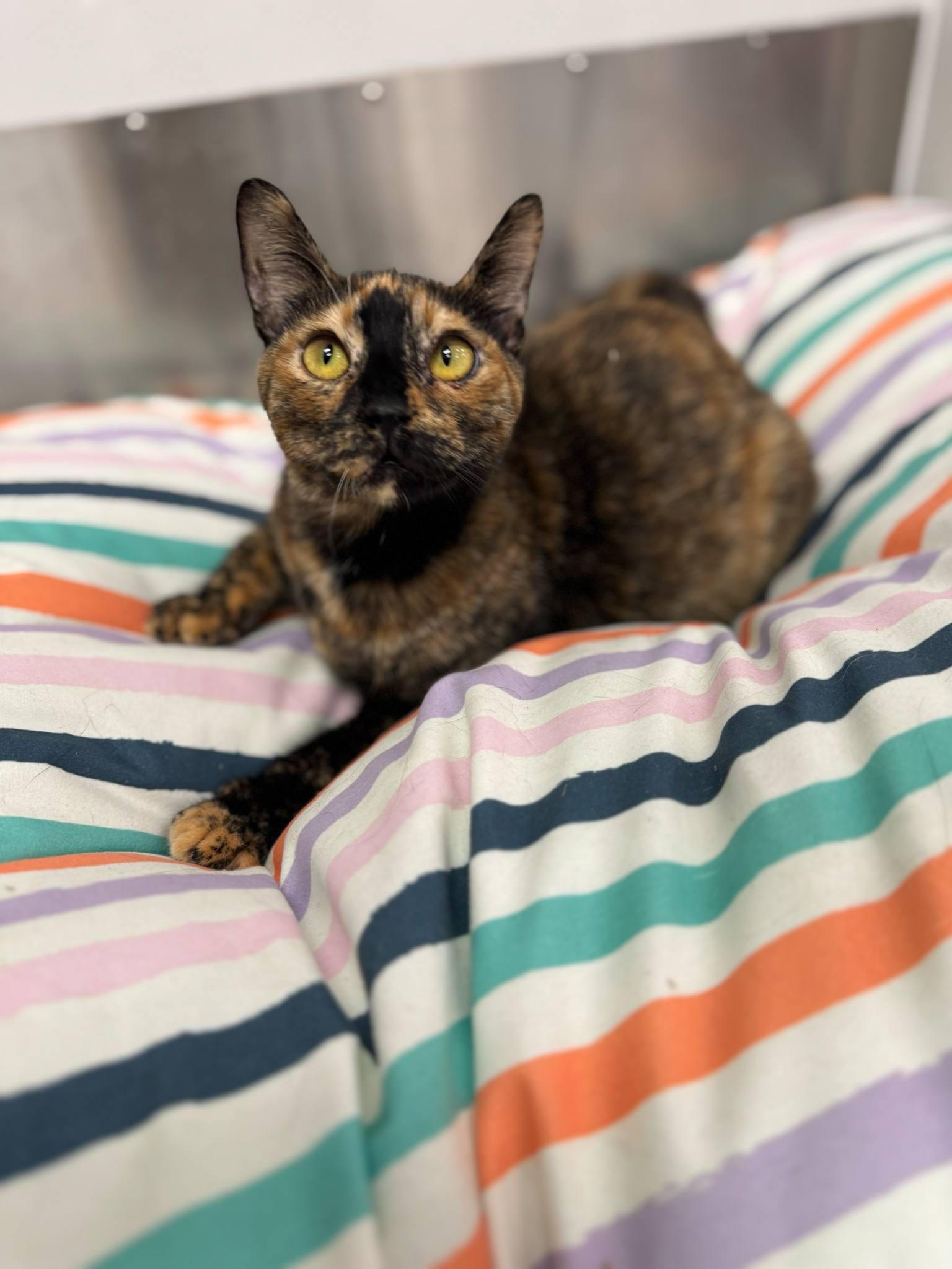 Enlarge Wallenda, a Adoptable Domestic Short Hair in Seattle, WA image 3/6