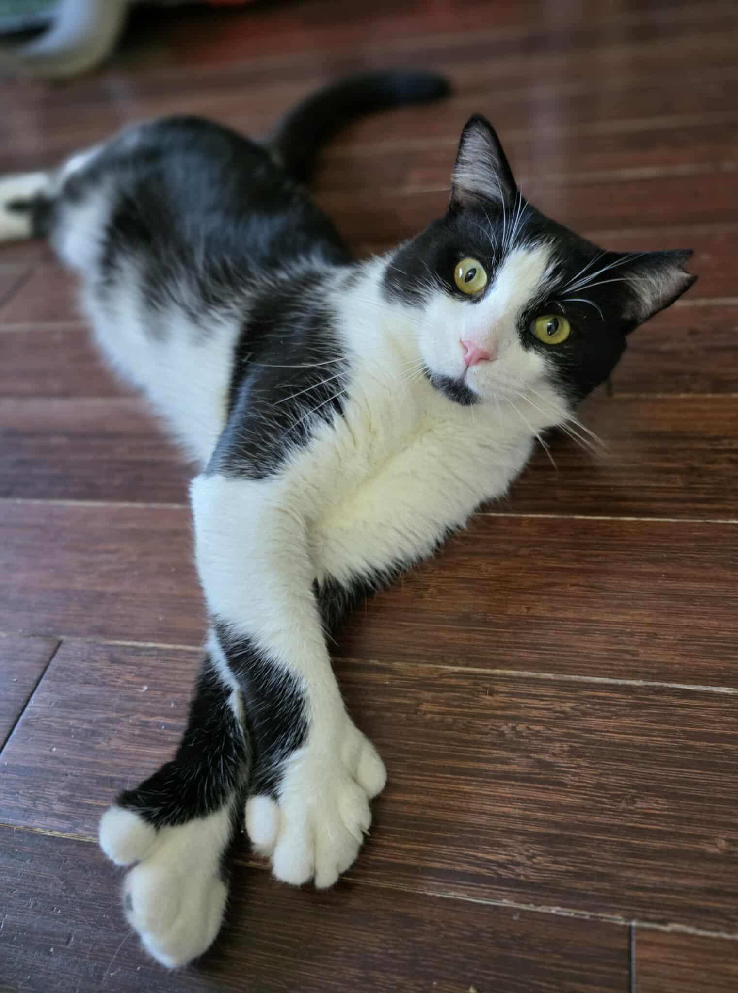 Monarch, Adoptable, Adult Male Domestic Short Hair.