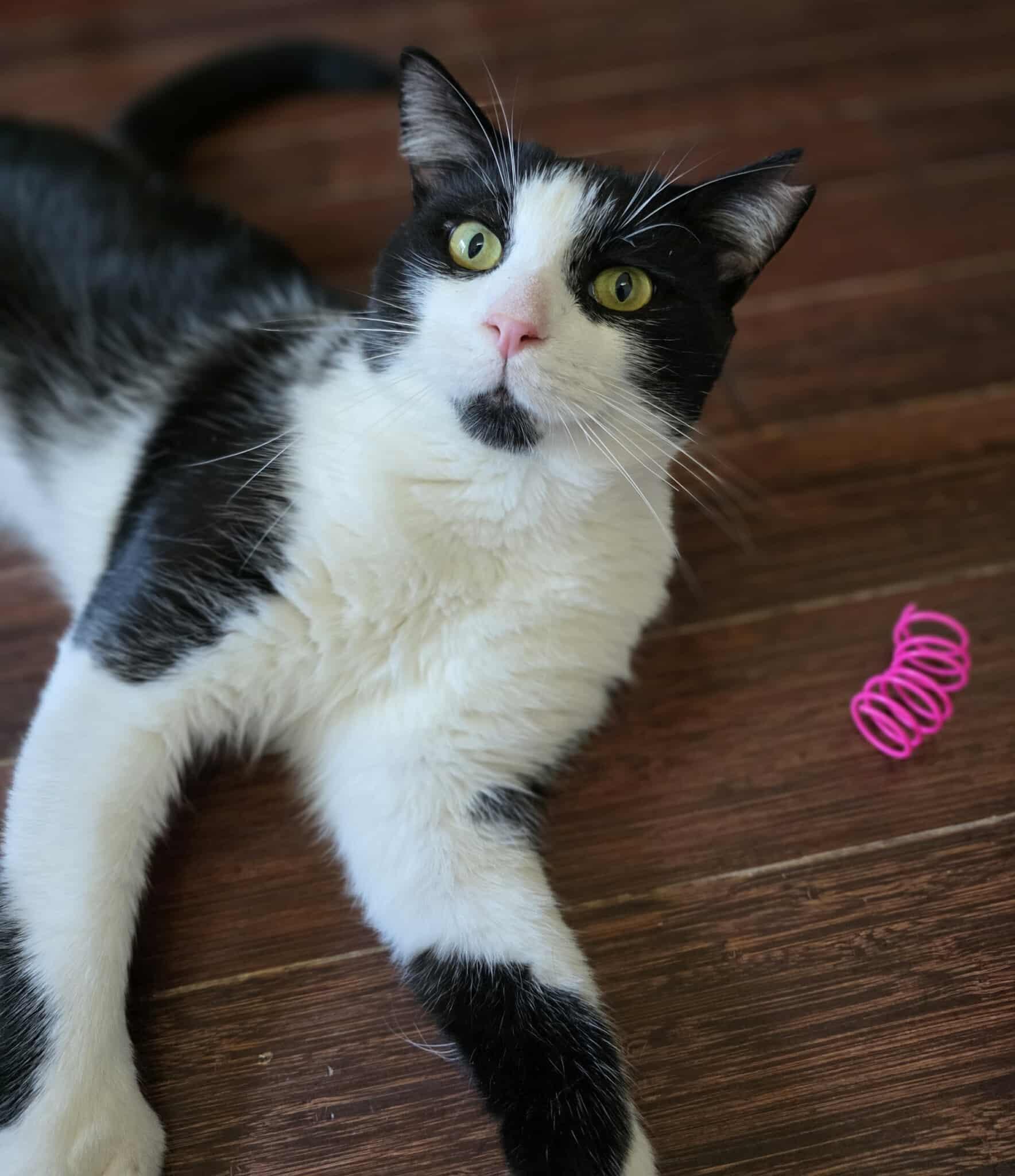 Enlarge Monarch, a Adoptable Domestic Short Hair in Terrebonne, QC image 2/6