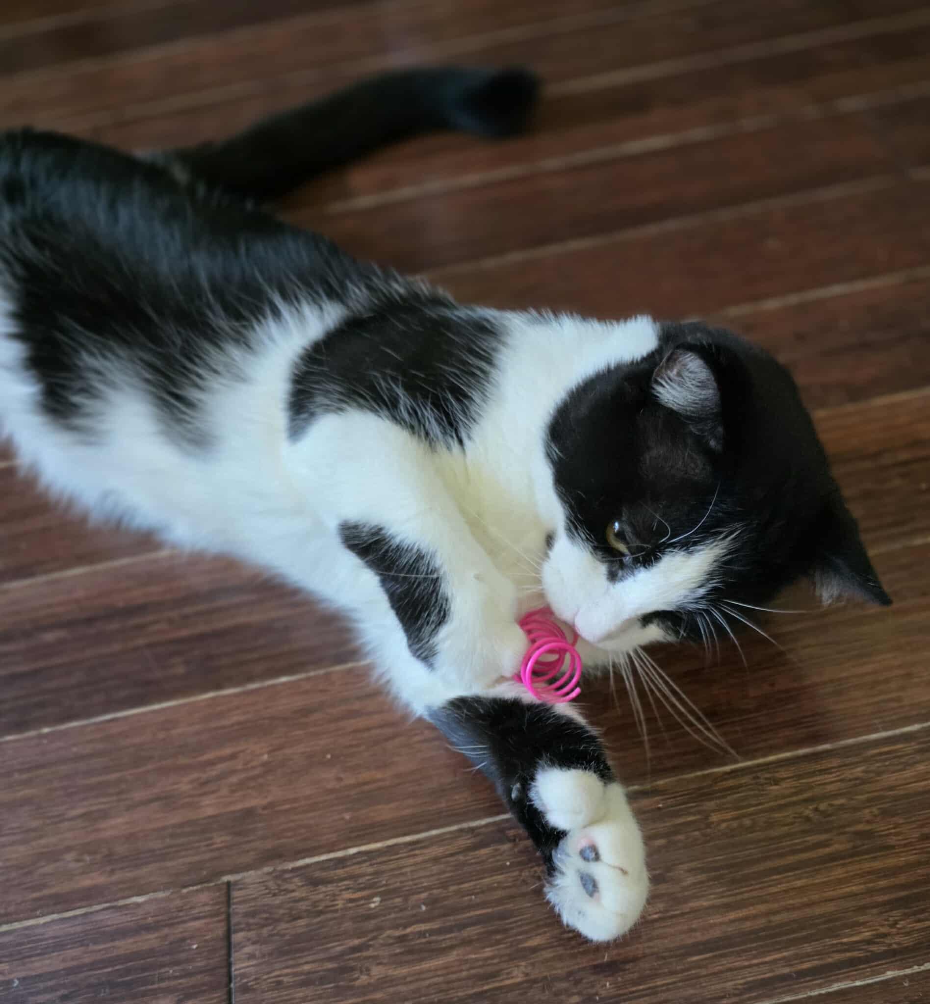 Enlarge Monarch, a Adoptable Domestic Short Hair in Terrebonne, QC image 4/6