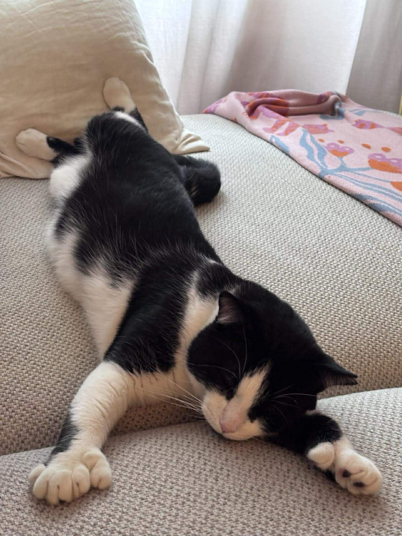 Monarch, a Adoptable Domestic Short Hair in Terrebonne, QC image 3/6