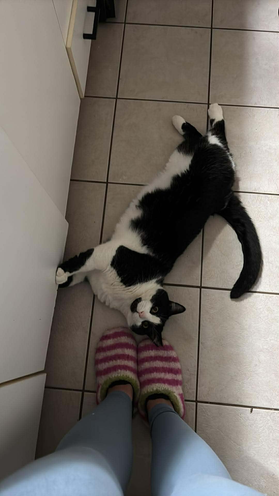 Monarch, a Adoptable Domestic Short Hair in Terrebonne, QC image 6/6