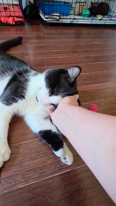 Enlarge Monarch, a Adoptable Domestic Short Hair in Terrebonne, QC video 6/6