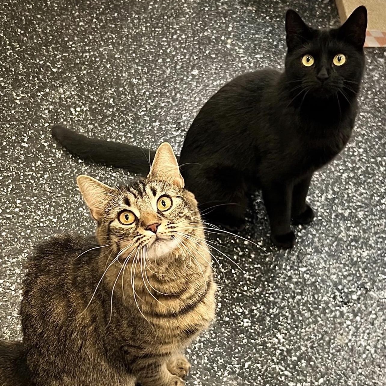Velvet & Lucretia, adopted, Young Female Domestic Short Hair.