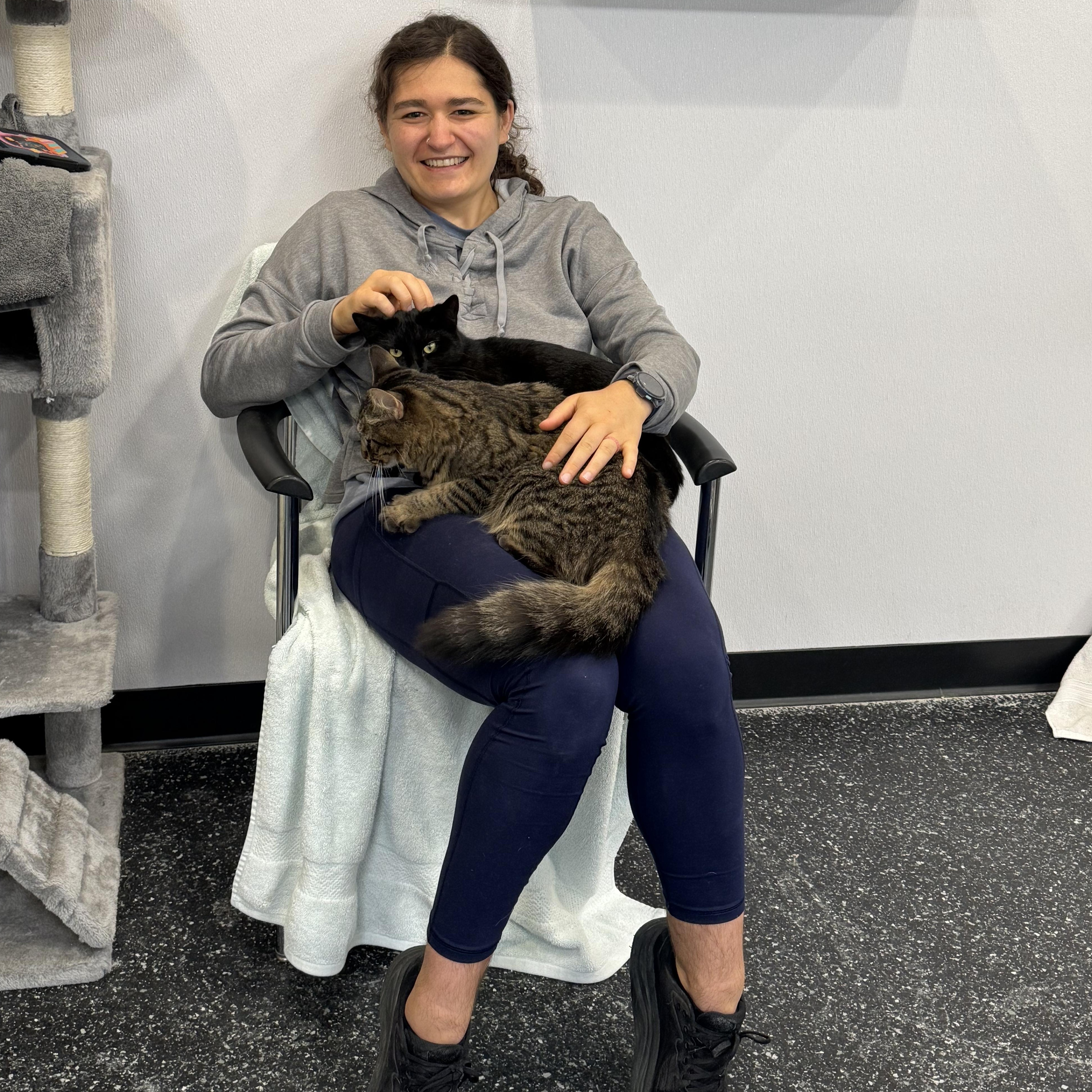 Enlarge Velvet & Lucretia, an adopted Domestic Short Hair in Waltham, MA image 4/5