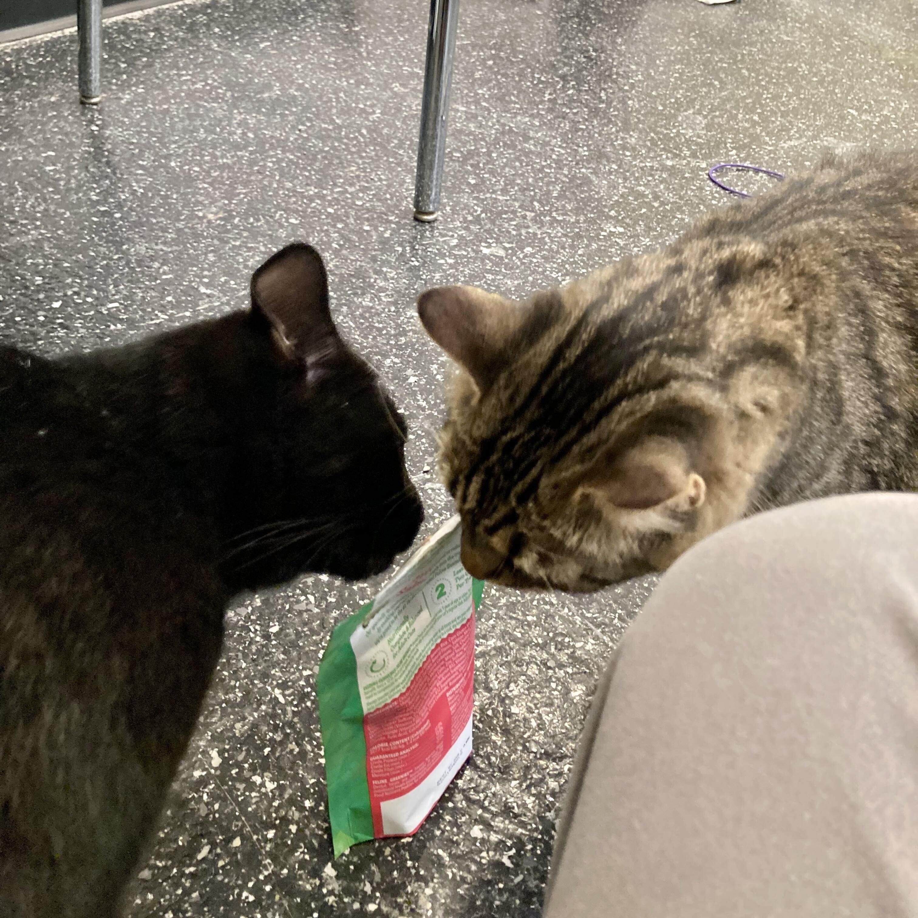 Enlarge Velvet & Lucretia, an adopted Domestic Short Hair in Waltham, MA image 5/5