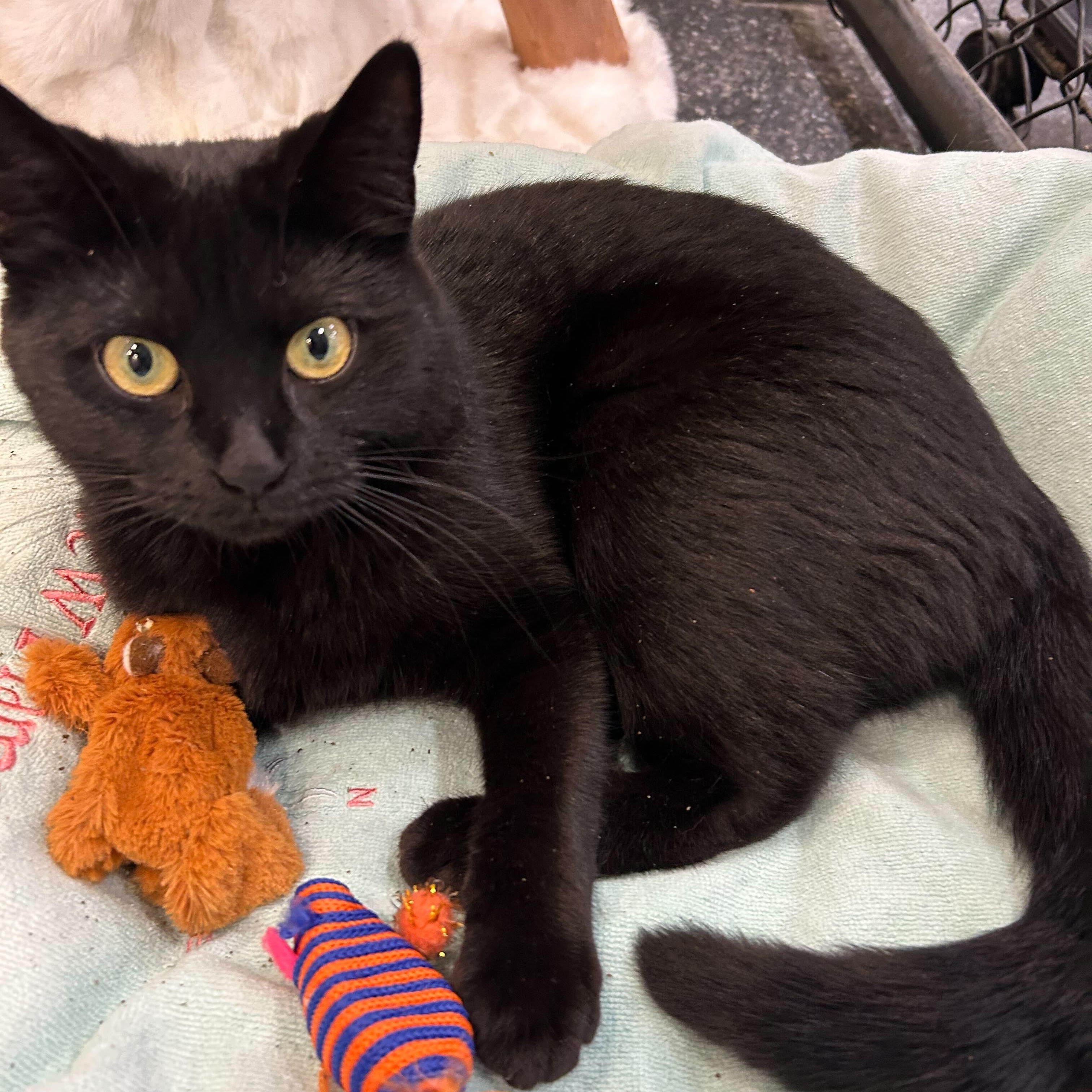 Enlarge Velvet & Lucretia, an adopted Domestic Short Hair in Waltham, MA image 3/5