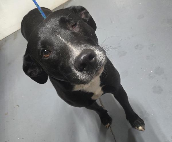 26-03-0698b Lucille, Adoptable, Adult Female Labrador Retriever.