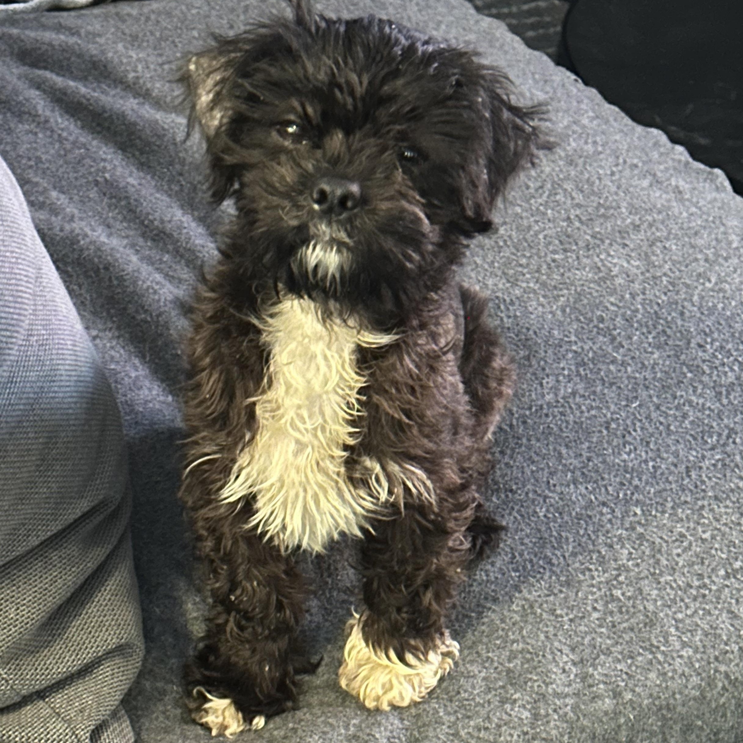 Dish, a ADOPTABLE mixed breed in Scarborough, ON image 4/6