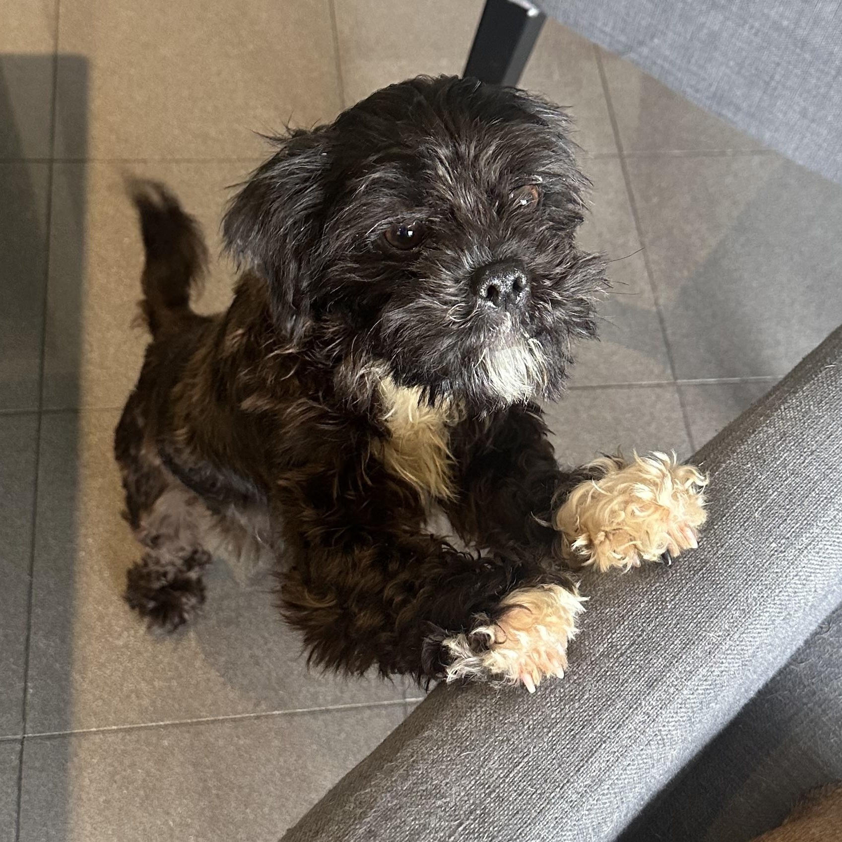 Dish, a ADOPTABLE mixed breed in Scarborough, ON image 2/6