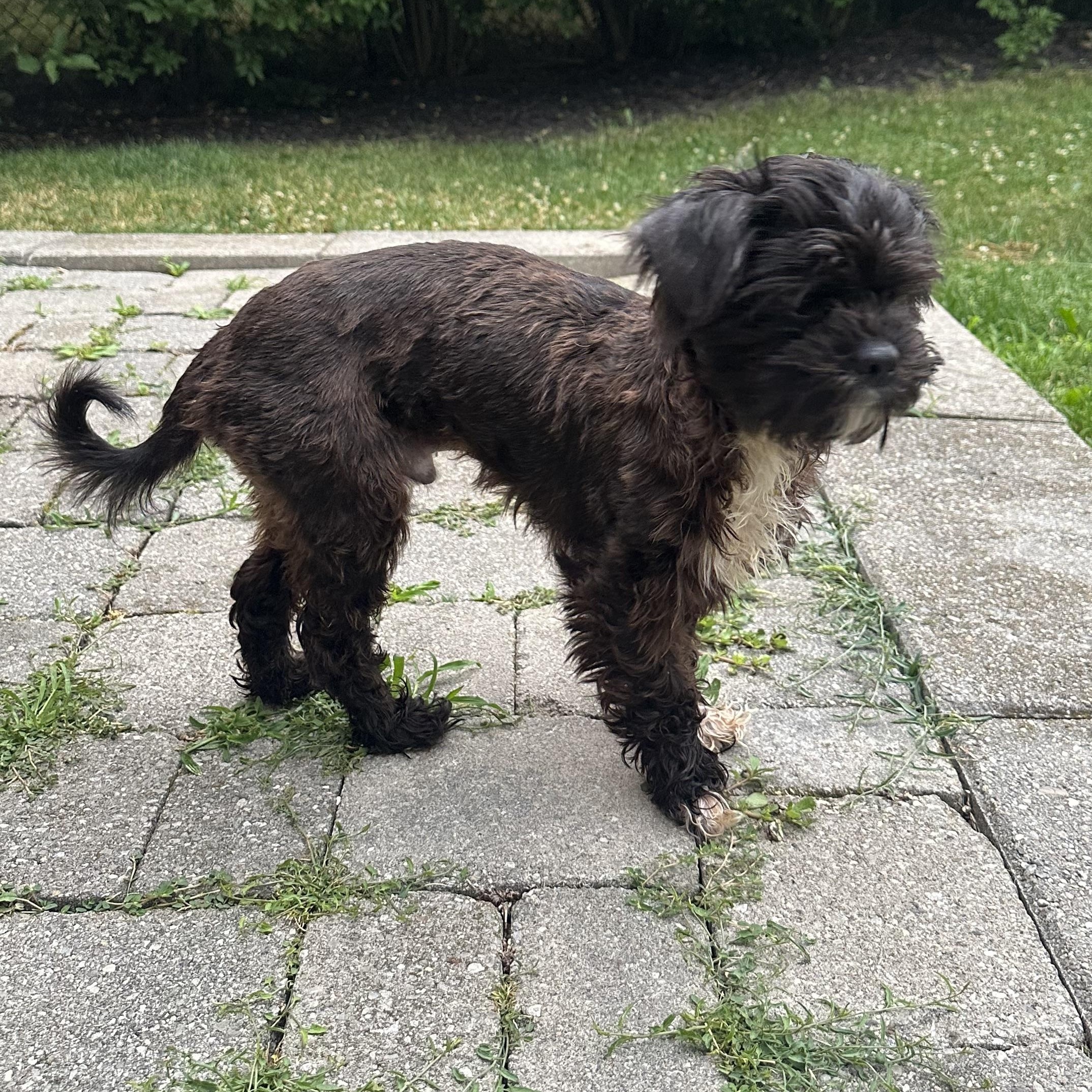 Dish, a ADOPTABLE mixed breed in Scarborough, ON image 1/6