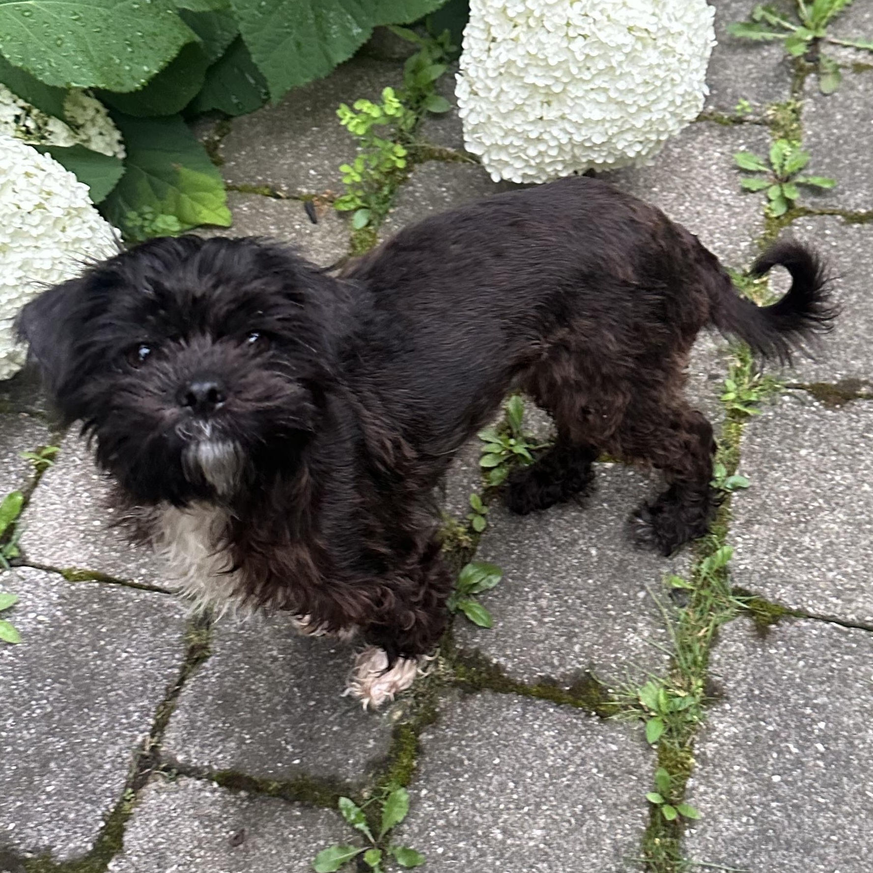 Dish, a ADOPTABLE mixed breed in Scarborough, ON image 3/6