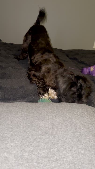 Enlarge Dish, a ADOPTABLE mixed breed in Scarborough, ON video 6/6