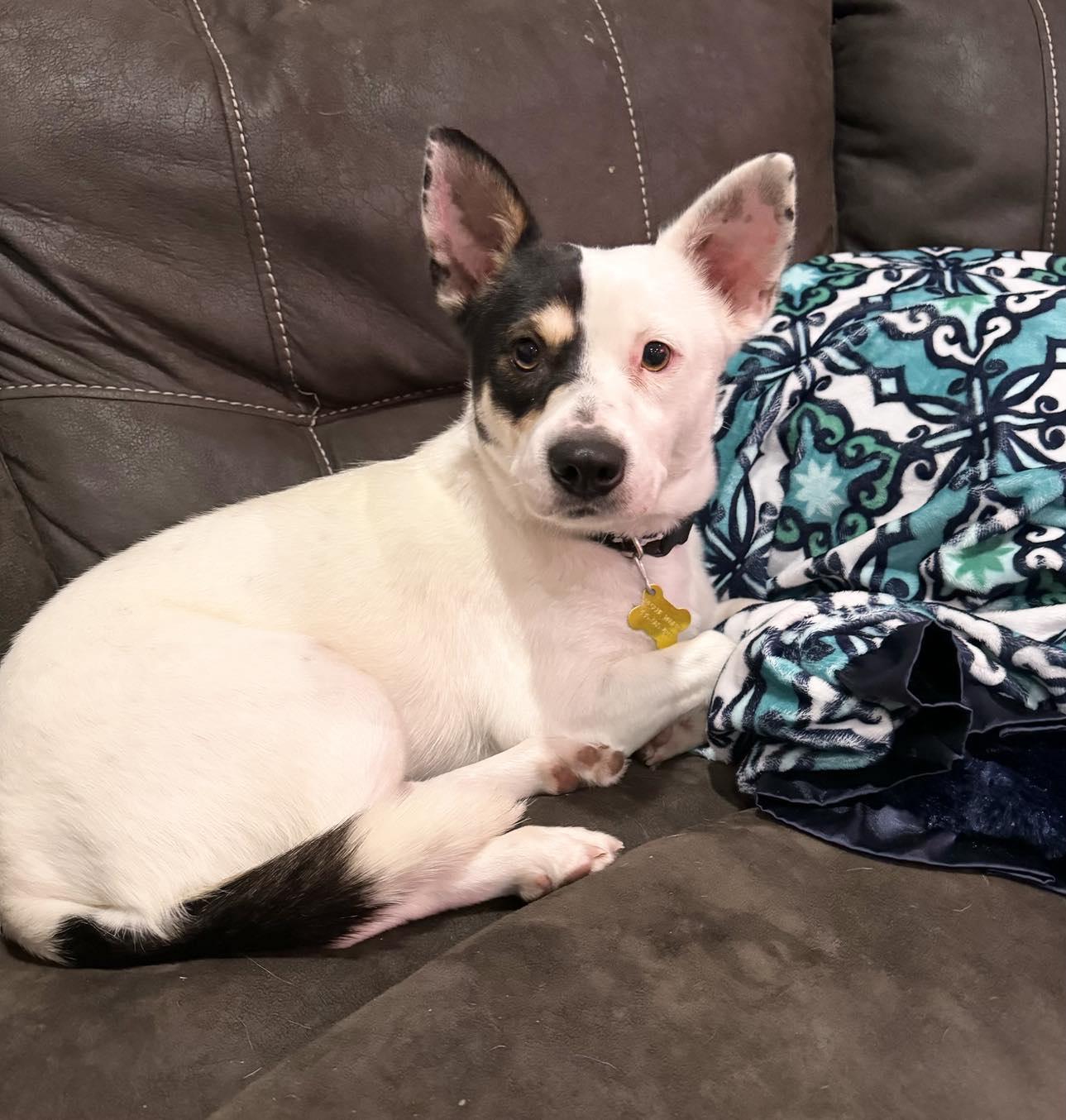 Ms. Willow, Adoptable, Adult Female Corgi.