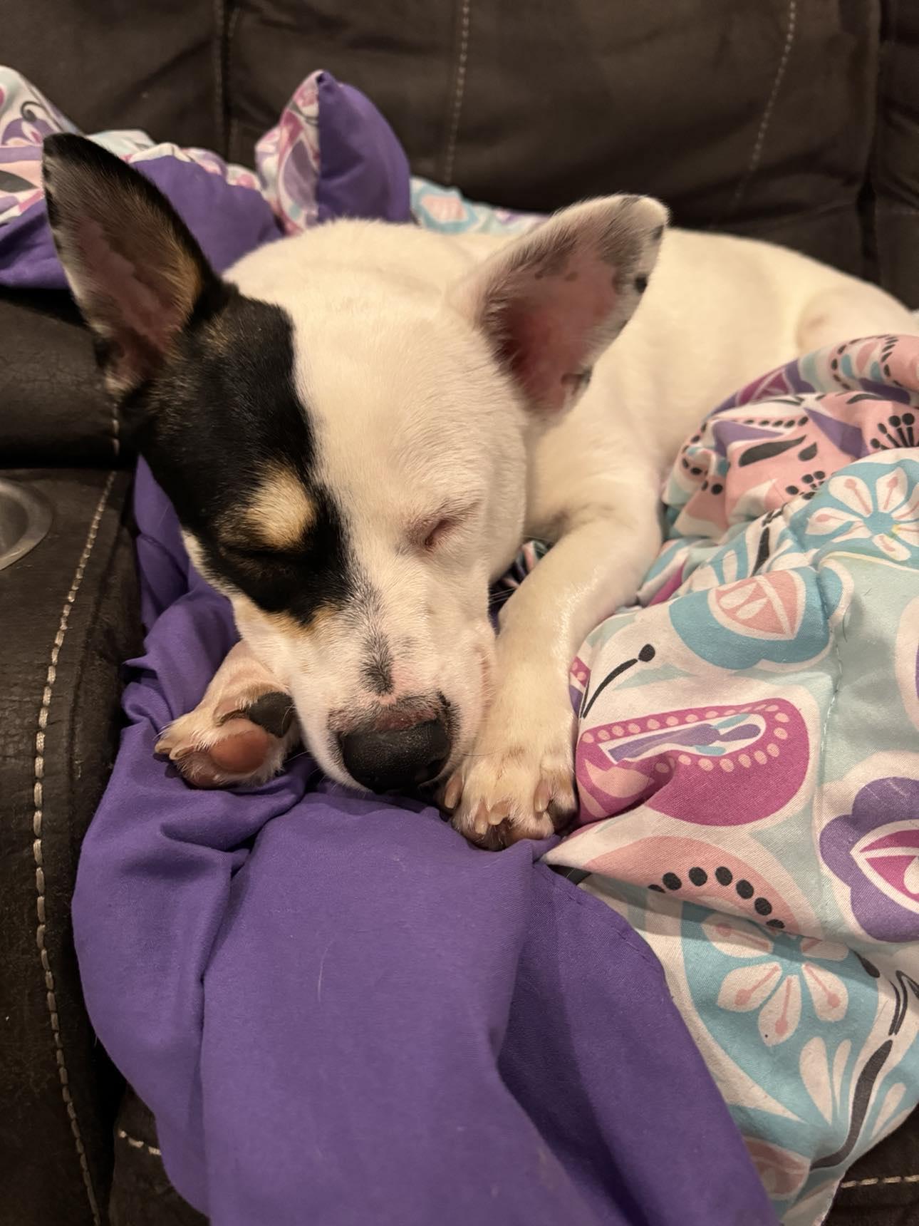 Enlarge Ms. Willow, a Adoptable Corgi in Salt Lake City, UT image 2/3