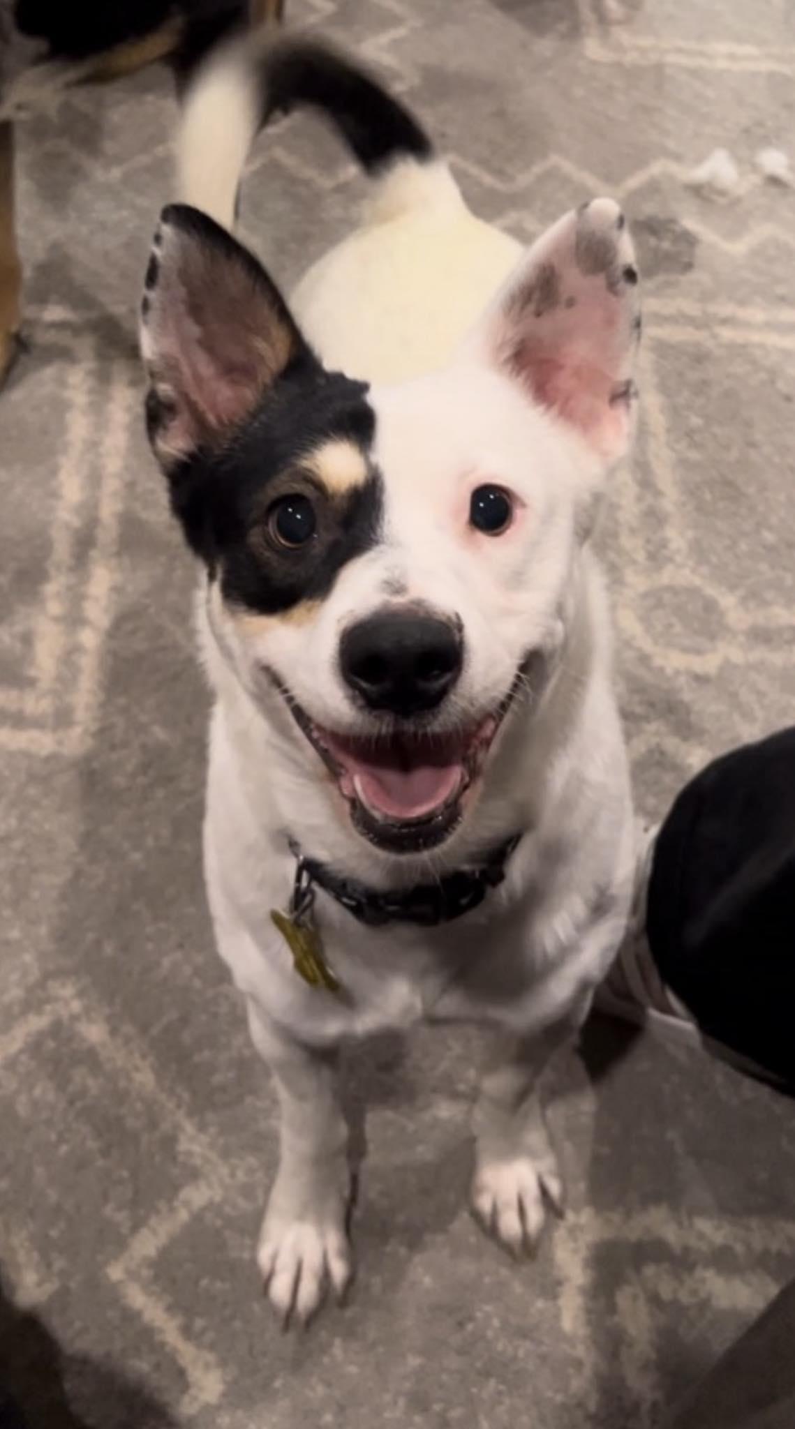 Enlarge Ms. Willow, a Adoptable Corgi in Salt Lake City, UT image 3/3