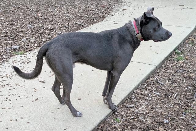 Enlarge Ben, a Adoptable mixed breed in Brookeville, MD image 3/4