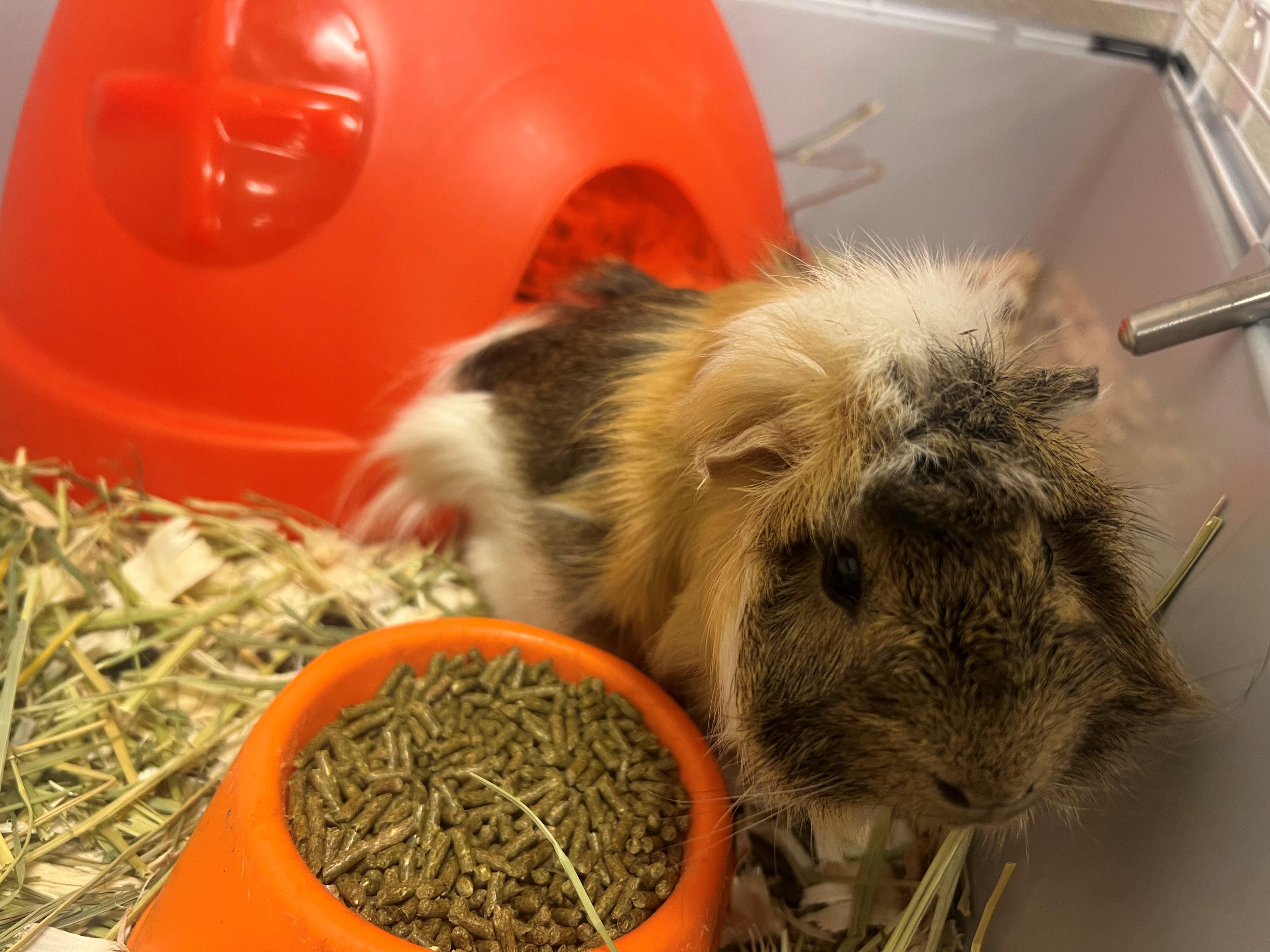 Enlarge Mario OS-058/26, a ADOPTABLE Guinea Pig in Burlington, ON image 1/1