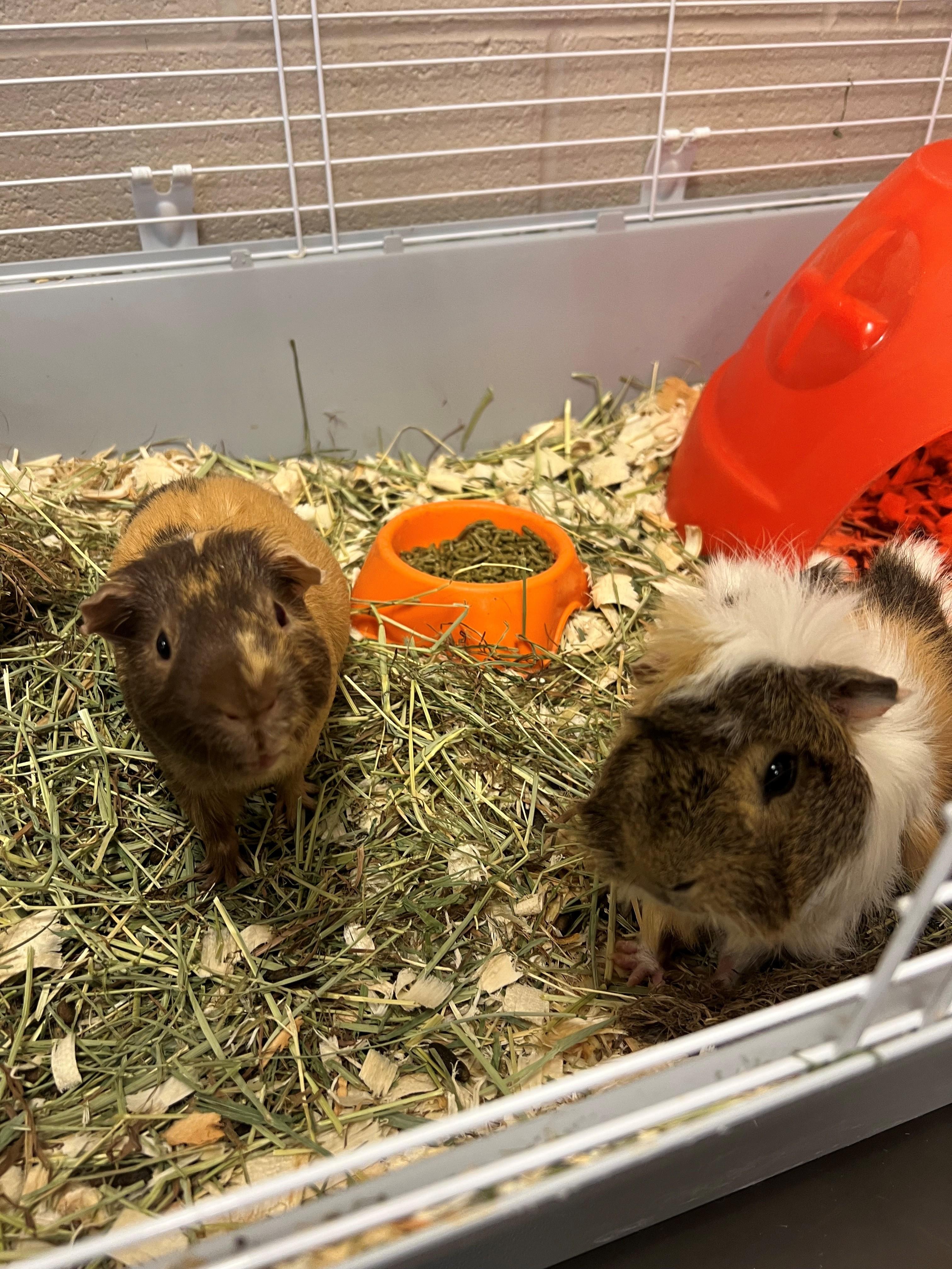 Mario OS-058/26, an adopted Guinea Pig in Burlington, ON image 2/2