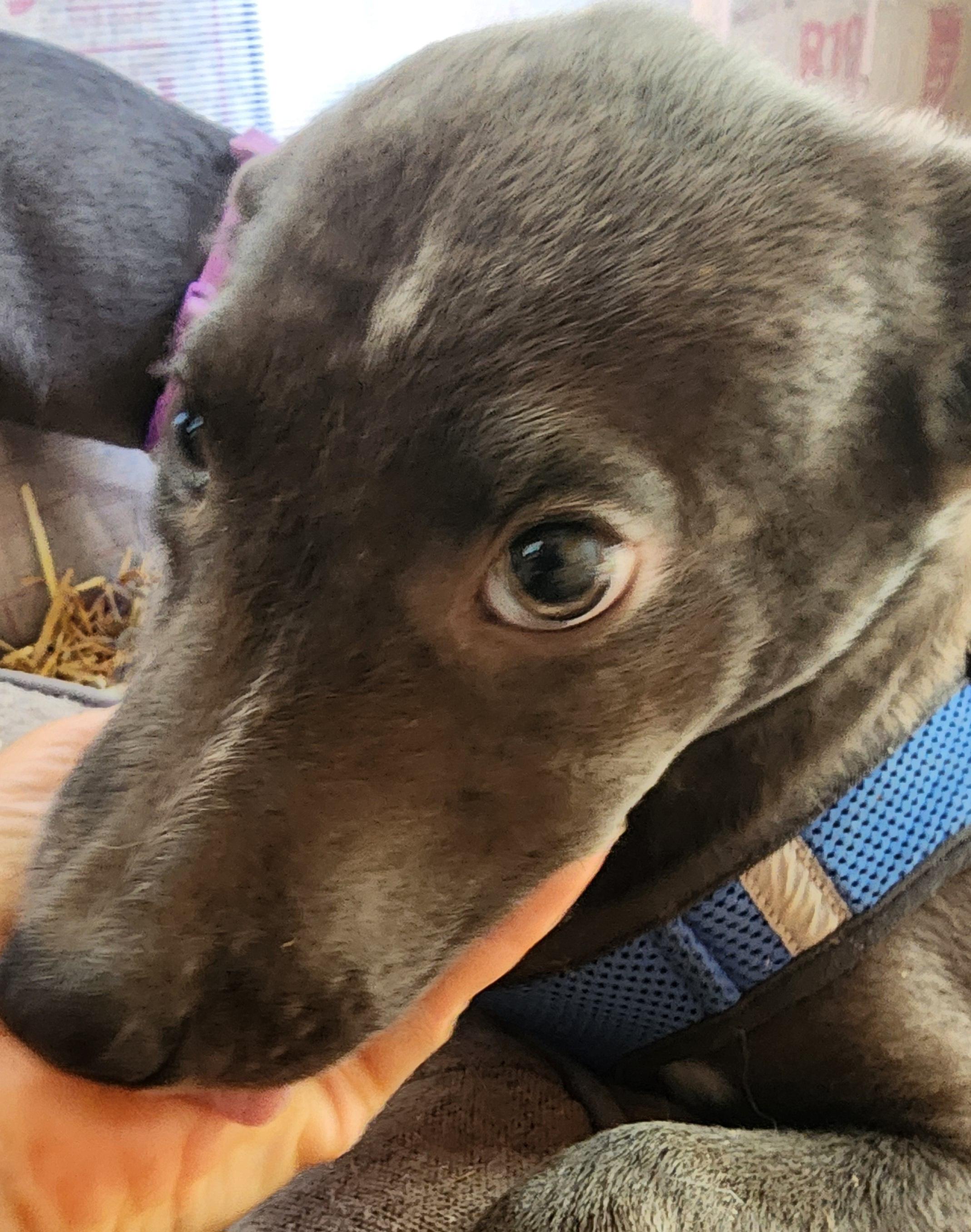 Enlarge Bob, a Adoptable mixed breed in Lafayette, CA image 2/3