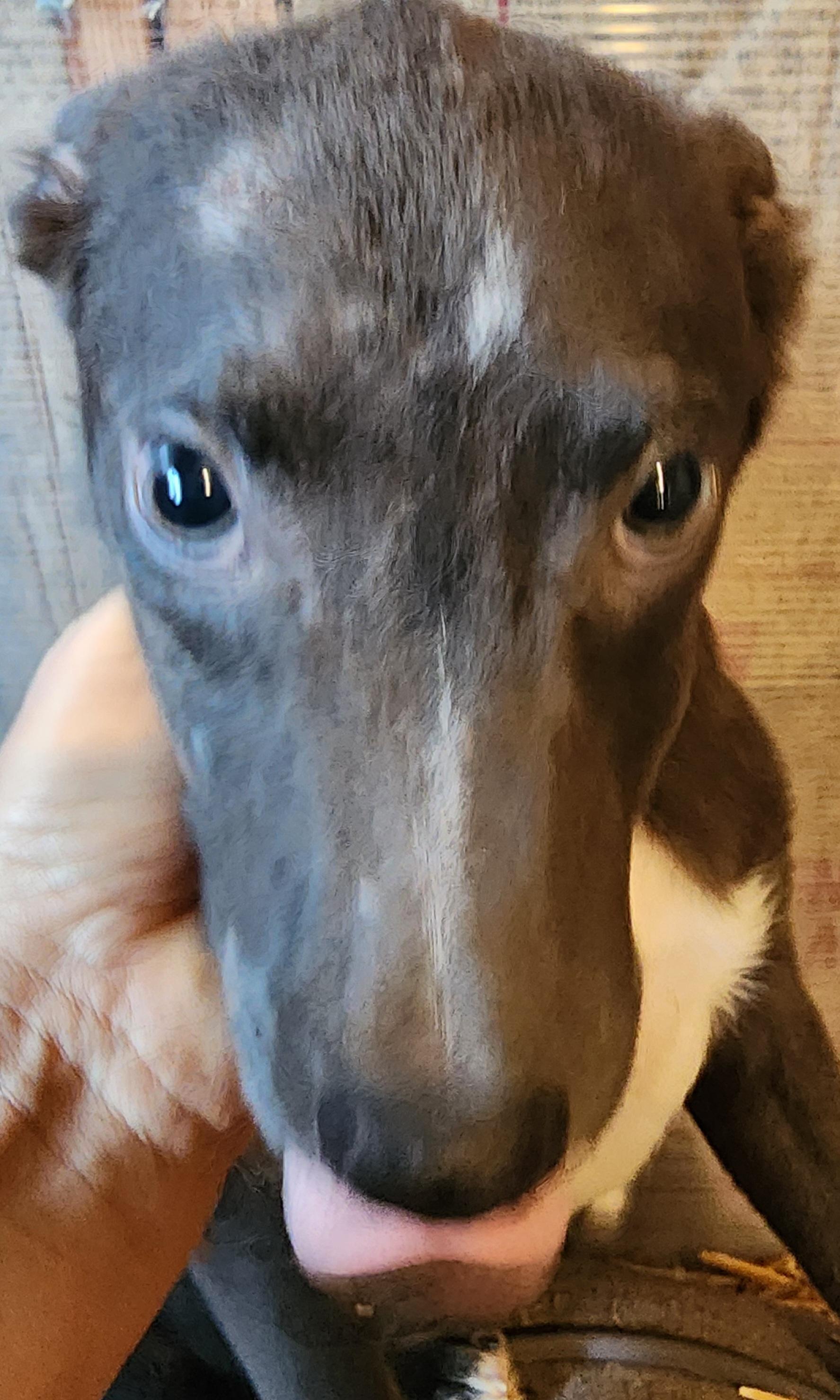 Enlarge Bob, a Adoptable mixed breed in Lafayette, CA image 3/3