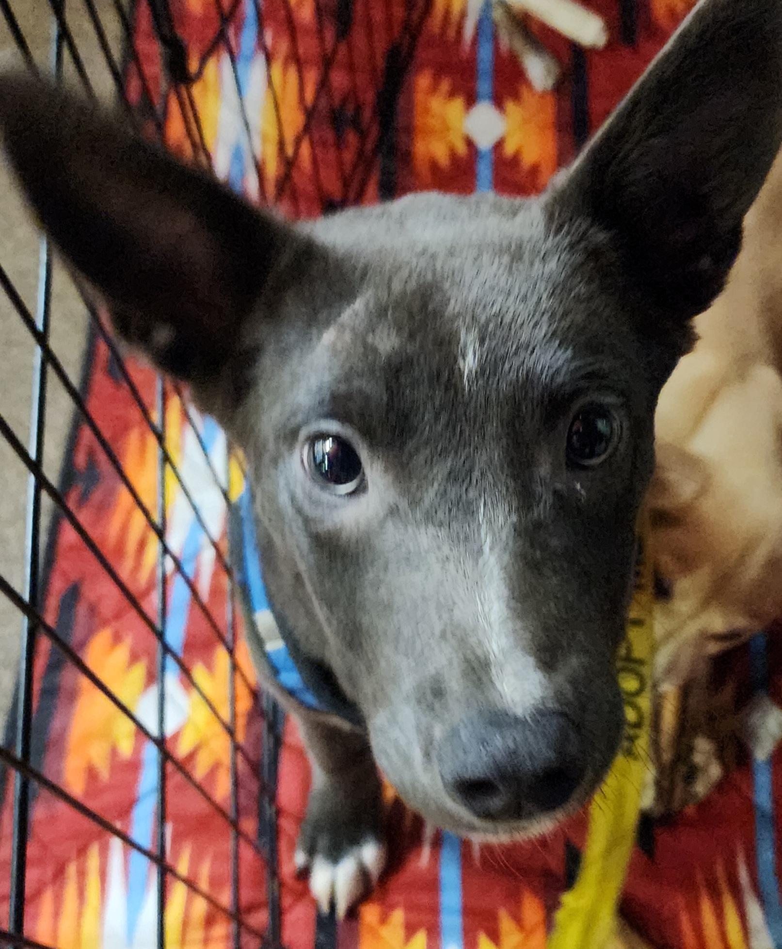 Enlarge Bob, a Adoptable mixed breed in Lafayette, CA image 1/3