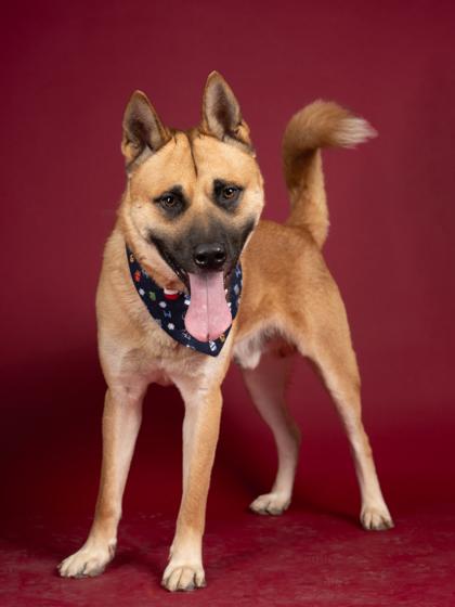 CORTEZ, Adoptable, Adult Male German Shepherd Dog & Mixed Breed.