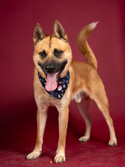 Enlarge CORTEZ, a Adoptable mixed breed in Atlanta, GA image 2/4