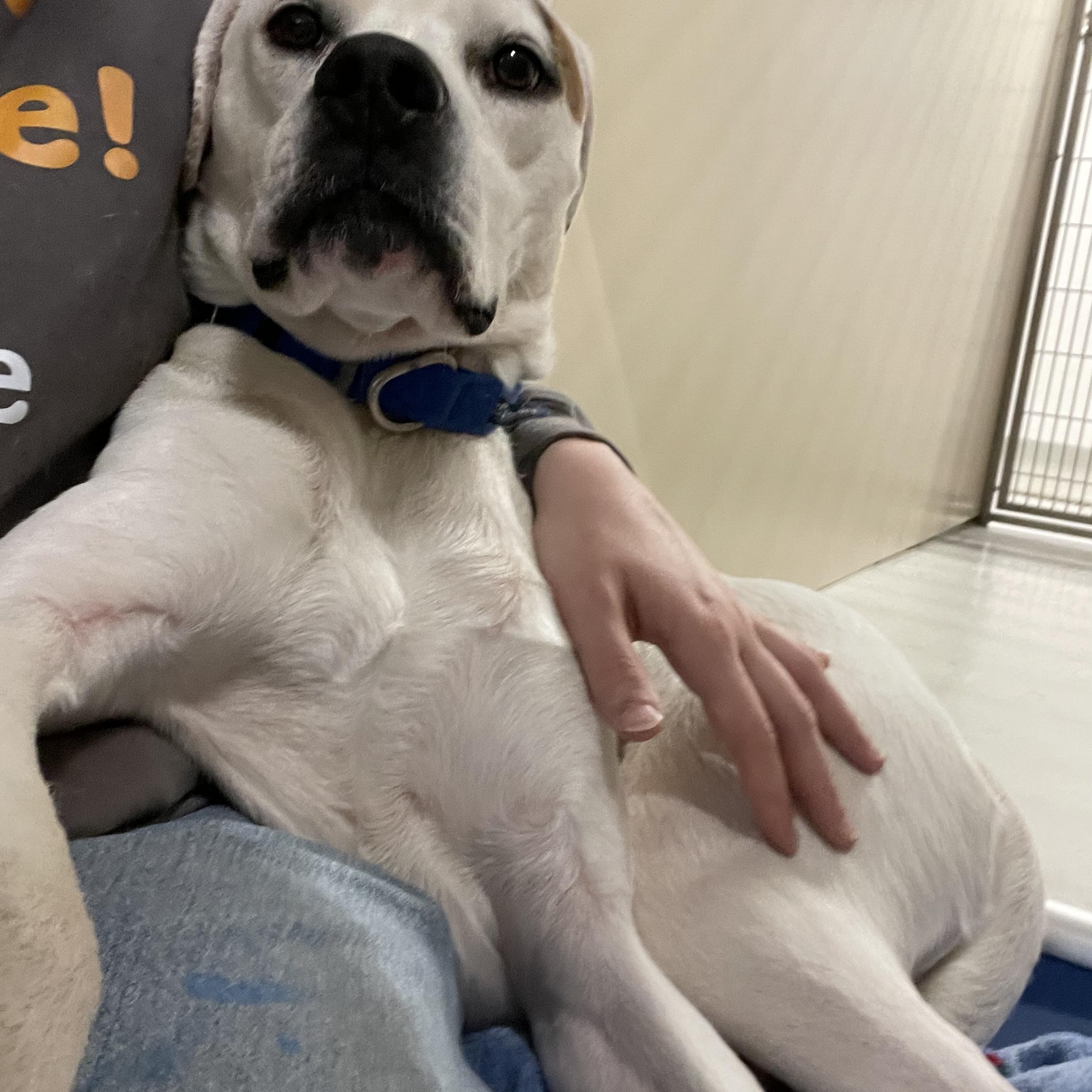 Maui, a ADOPTABLE mixed breed in AQUEBOGUE, NY image 2/3