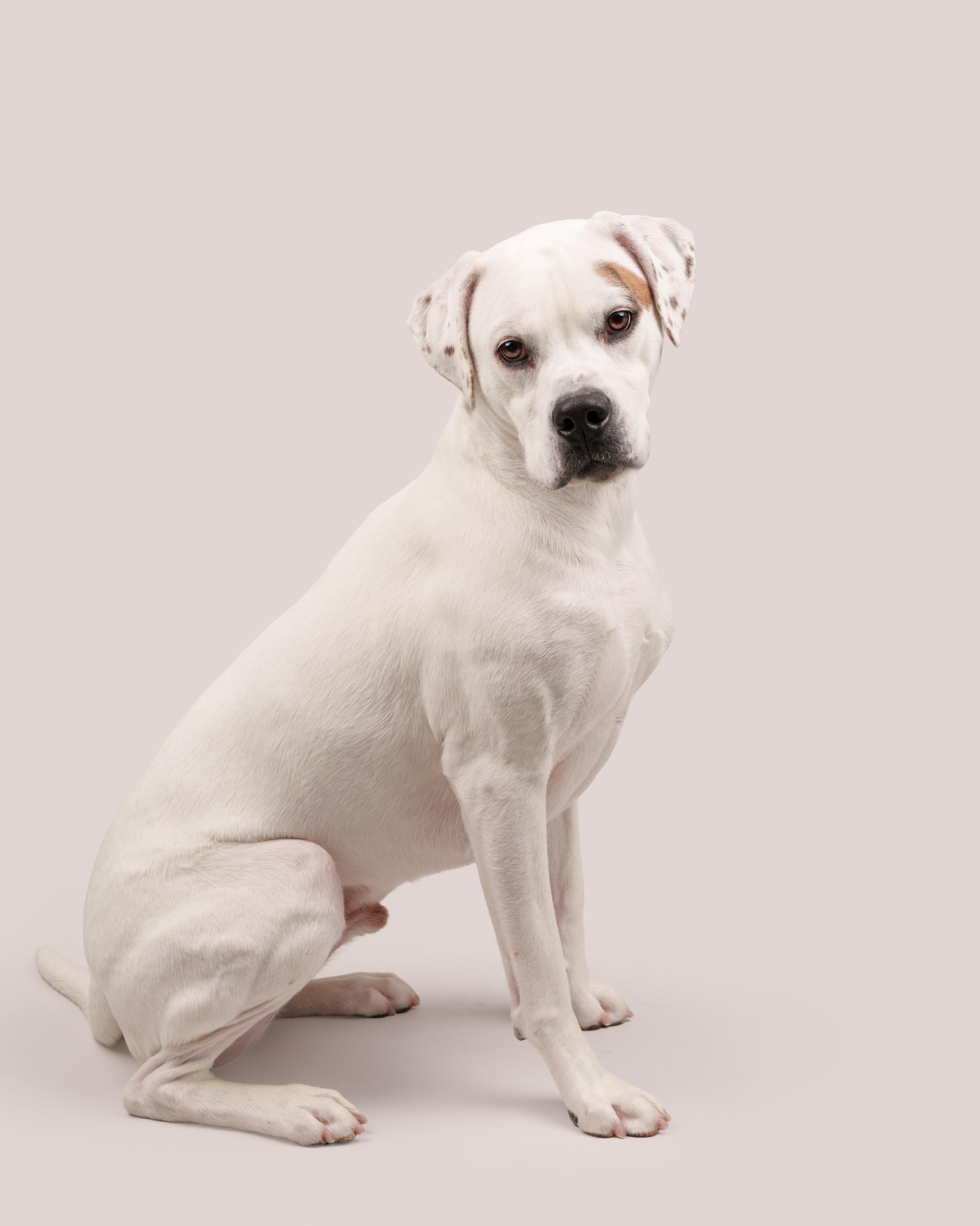 Enlarge Maui, a ADOPTABLE mixed breed in AQUEBOGUE, NY image 1/1