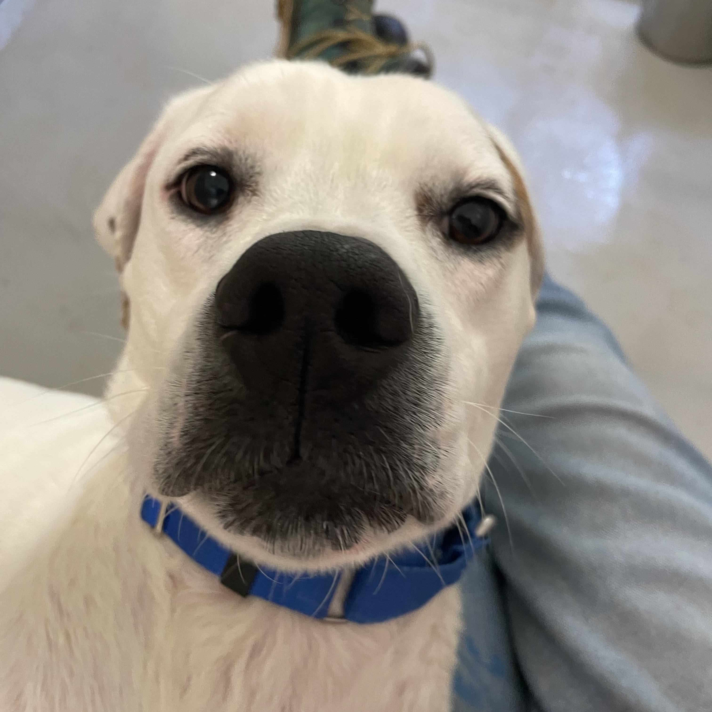 Maui, a ADOPTABLE mixed breed in AQUEBOGUE, NY image 3/3