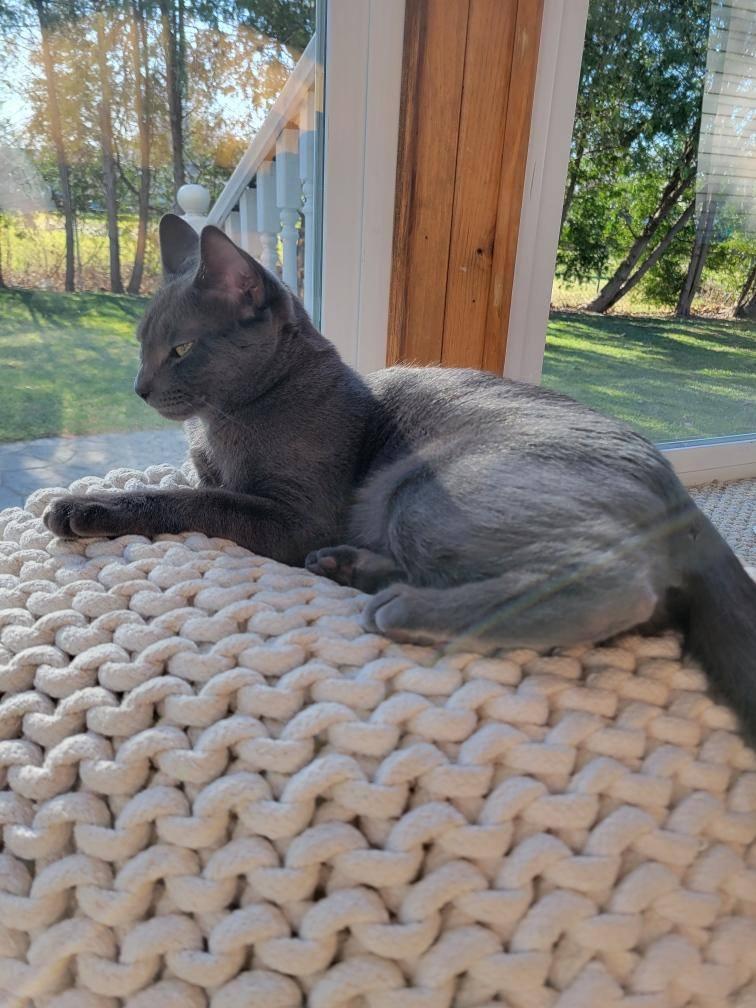 Desi, a Adopted Domestic Short Hair in Webster, NY image 2/4