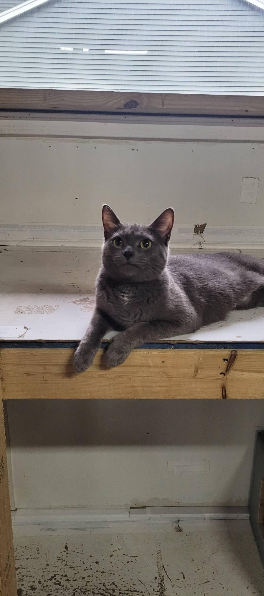 Desi, a Adopted Domestic Short Hair in Webster, NY image 4/4