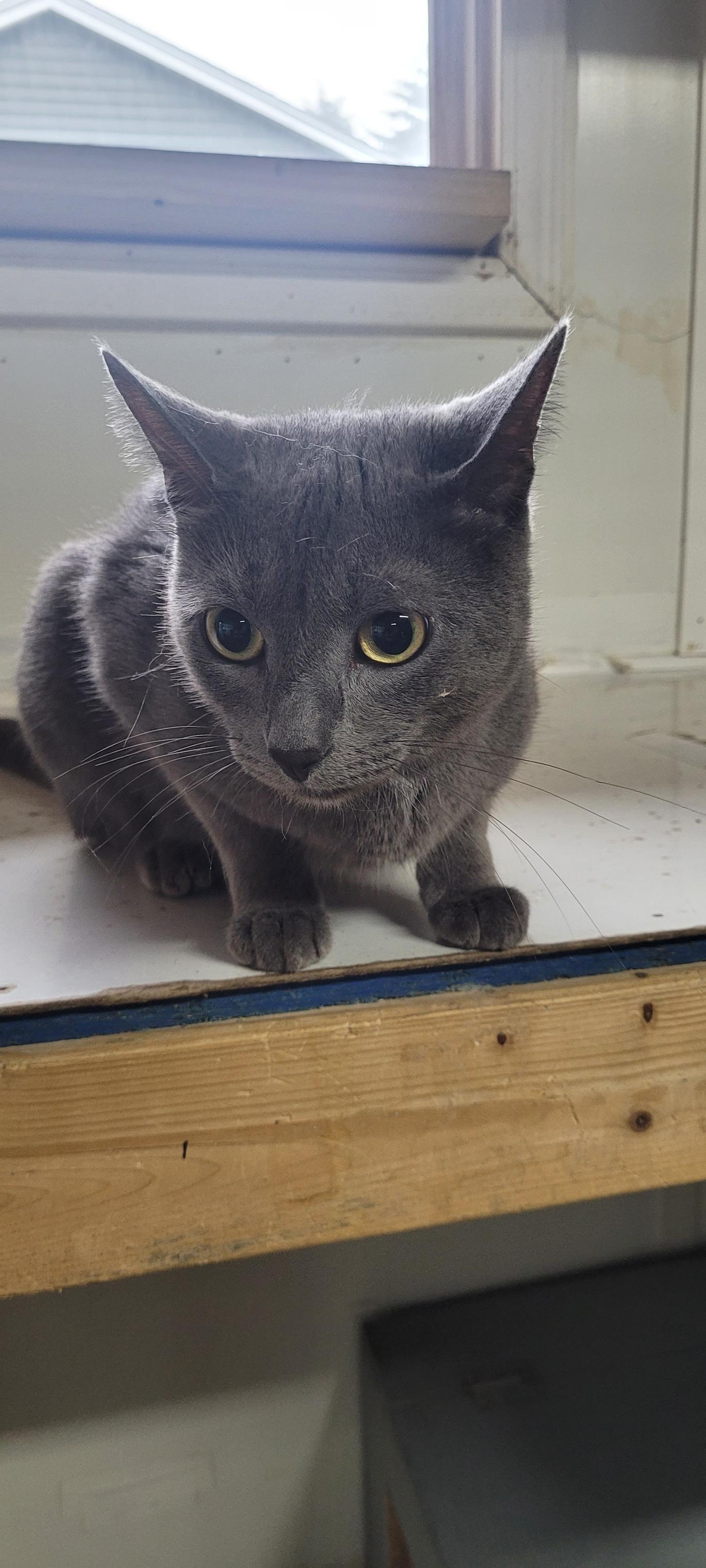 Desi, a Adopted Domestic Short Hair in Webster, NY image 3/4